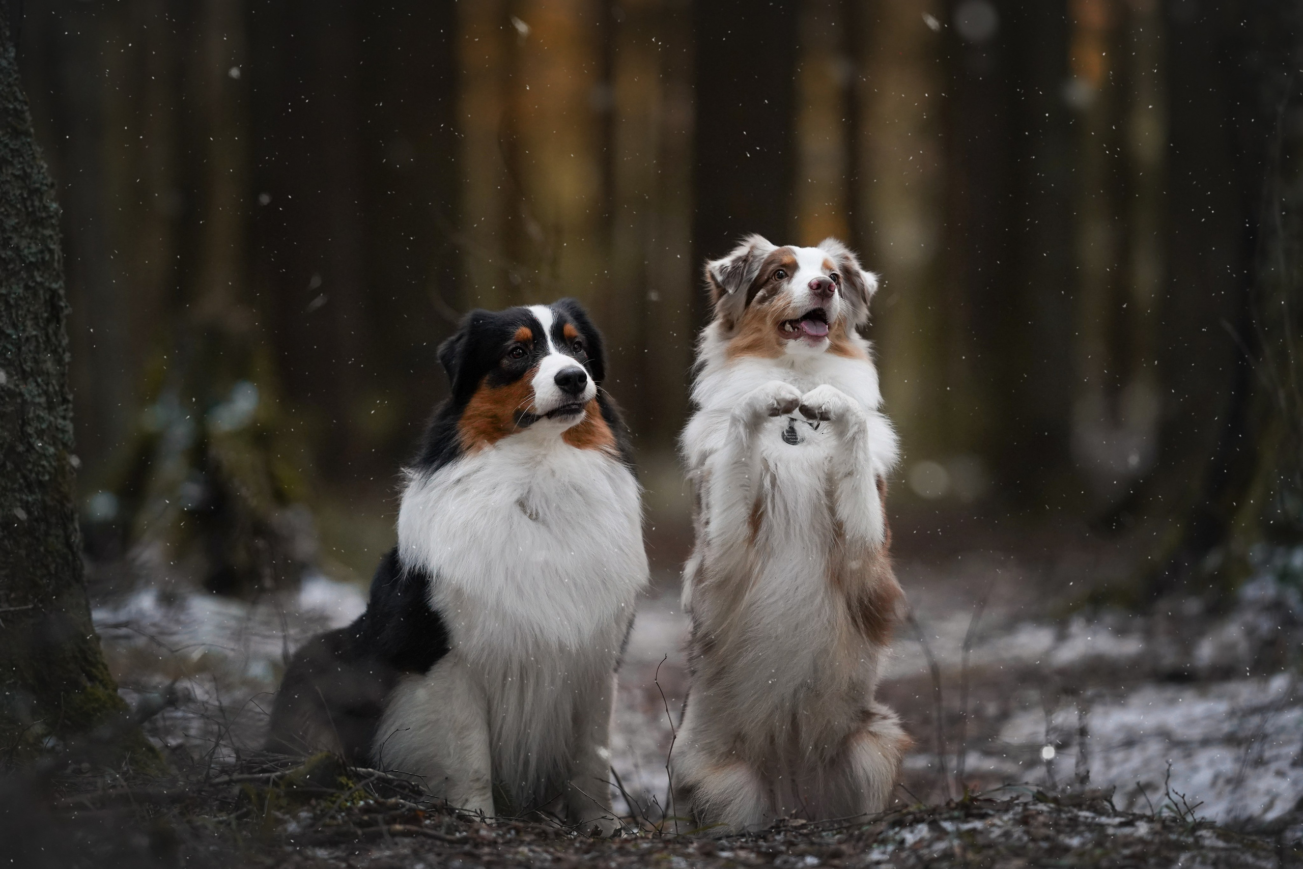Бэст Айла и Панда. Фотограф-анималист в Санкт-Петербурге Яна Мартынова