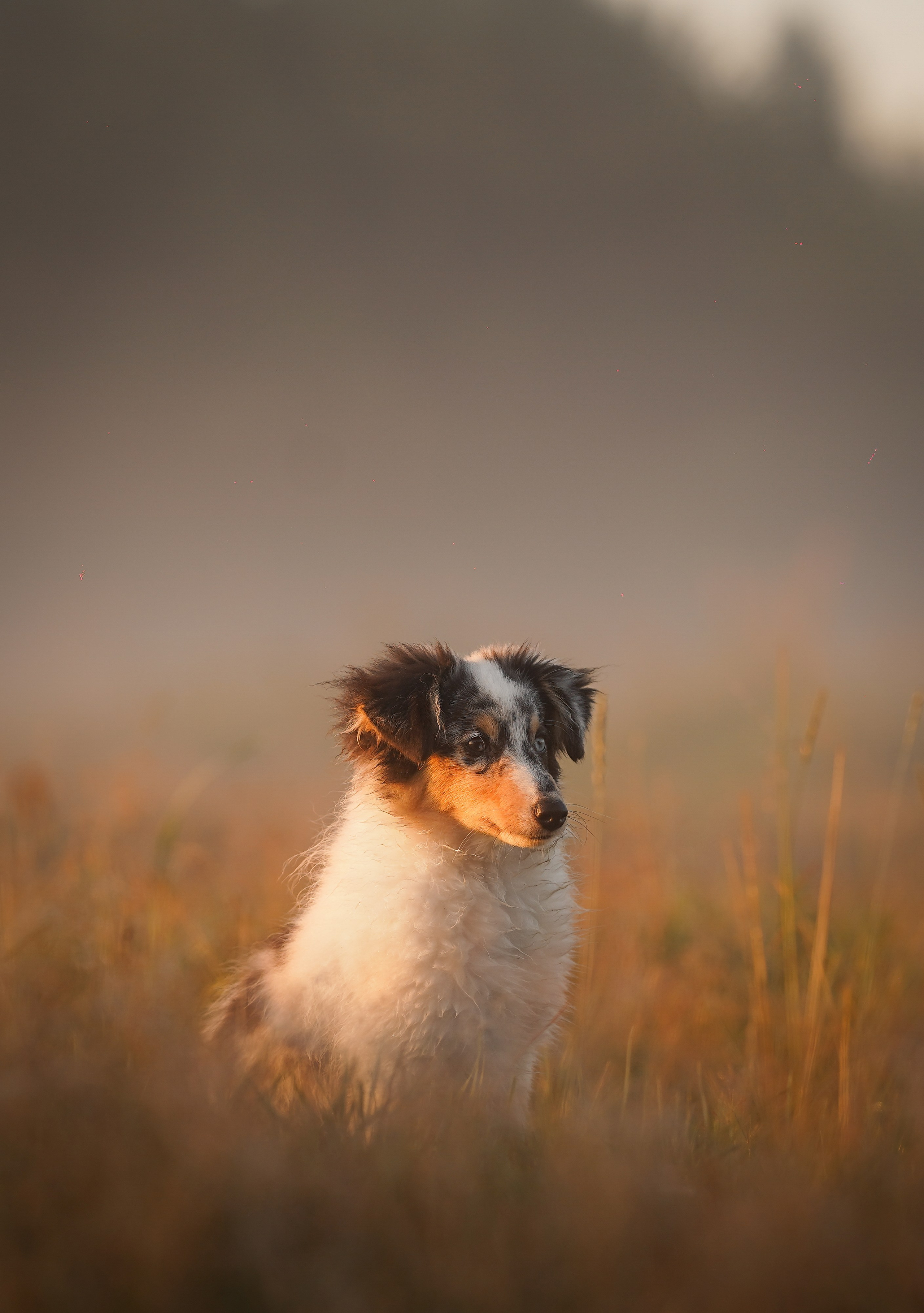 Алина и Лето. Фотограф-анималист в Санкт-Петербурге Яна Мартынова