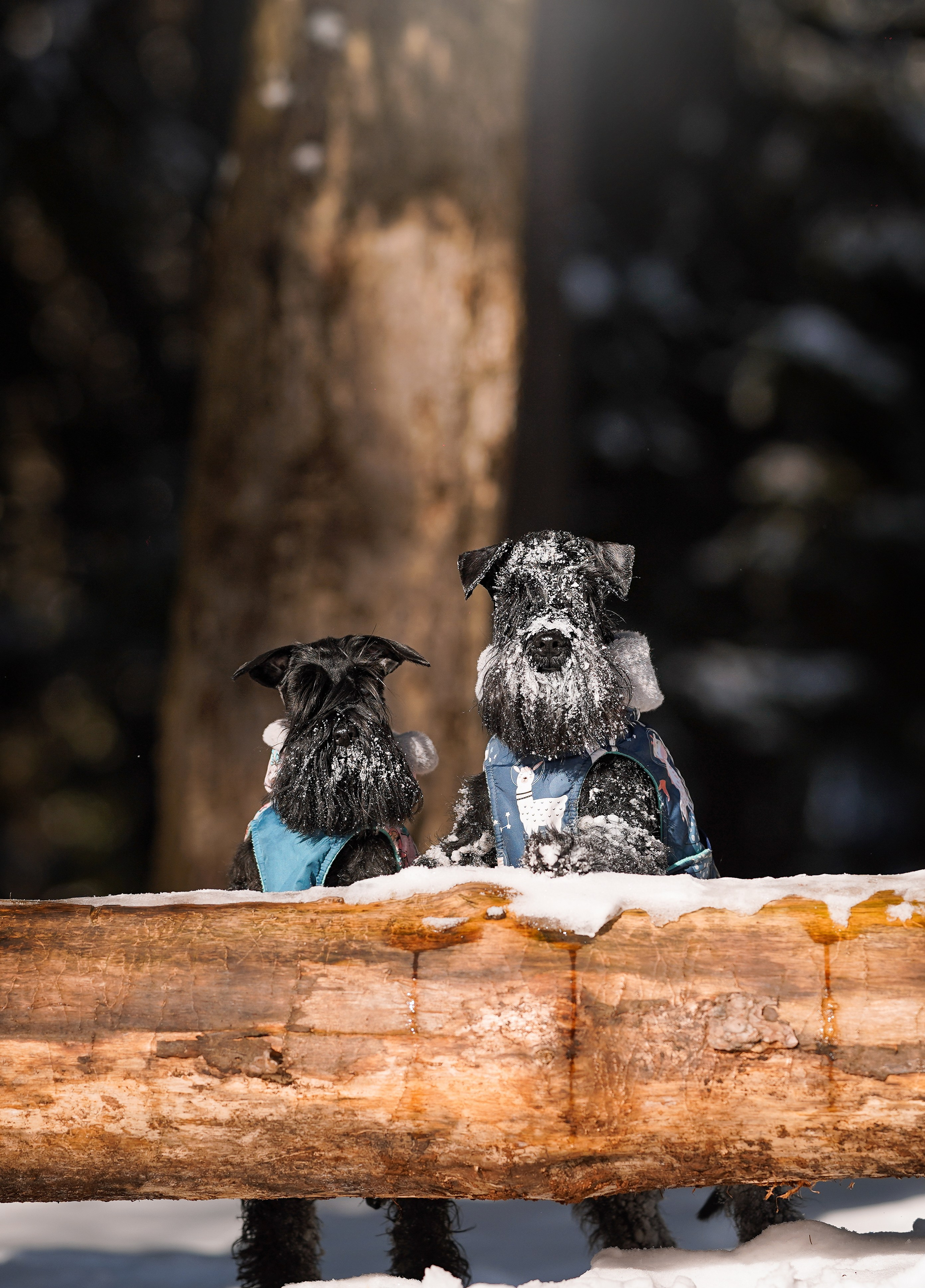 Настя Энзо и Мия. Фотограф-анималист в Санкт-Петербурге Яна Мартынова