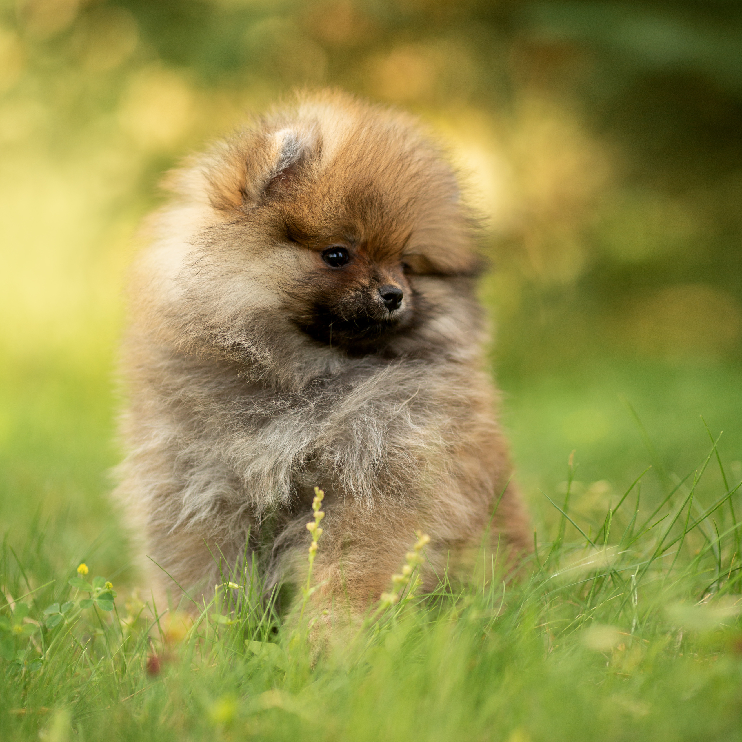 Мои работы. Юлия Шаронова — профессиональный фотограф анималист