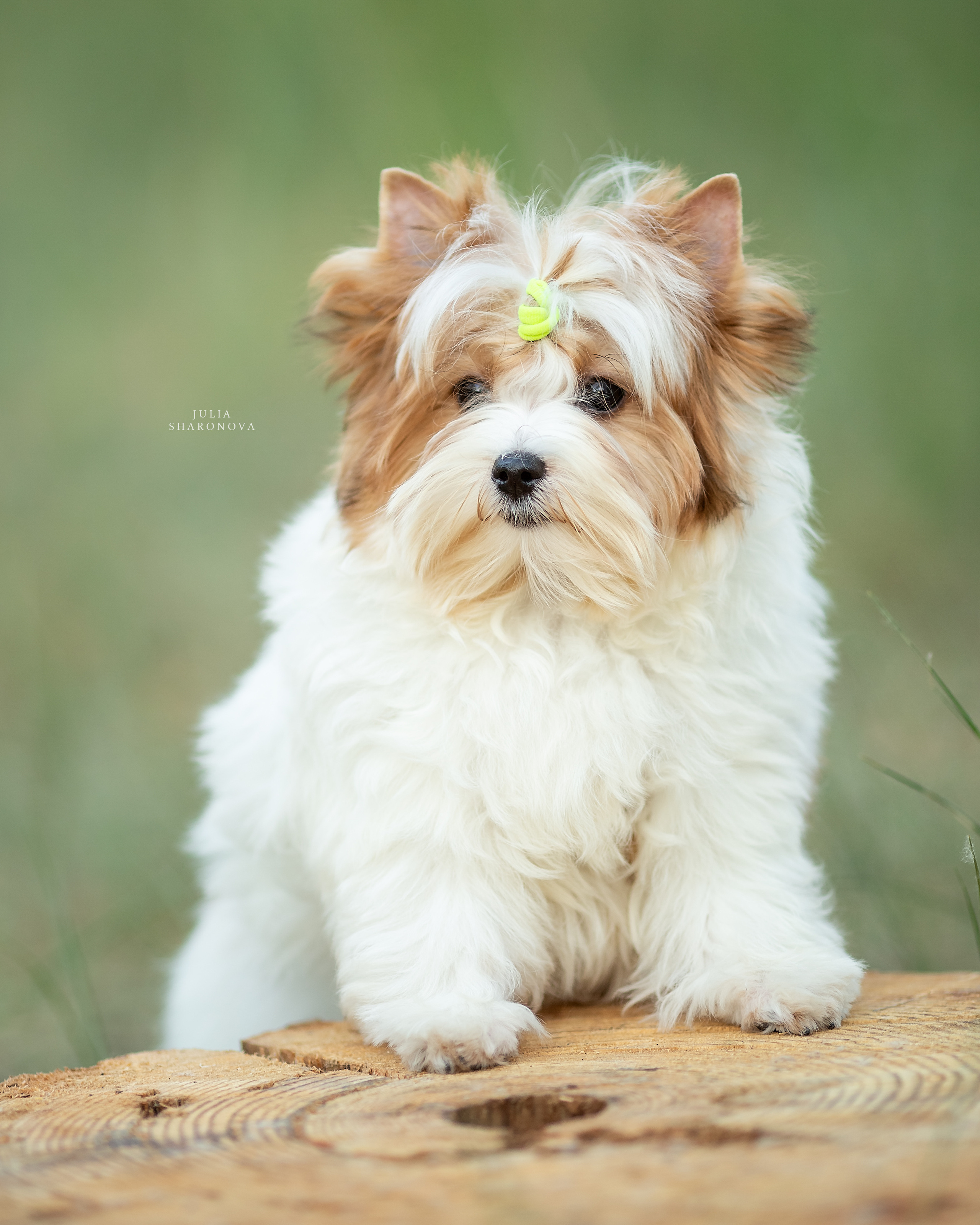 Мои работы. Юлия Шаронова — профессиональный фотограф анималист