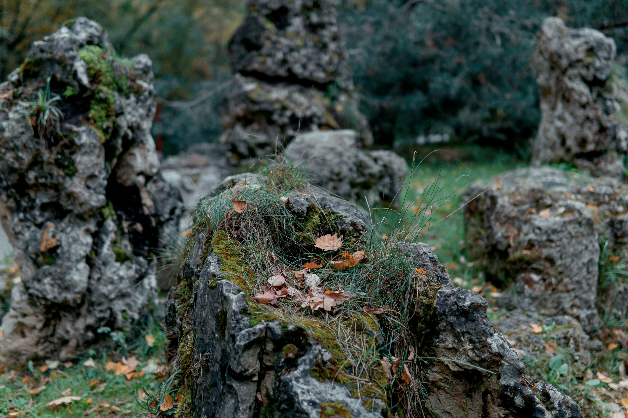 Китайский сад Хуамин. Алексей Никифоров свадебный и семейный фотограф Москва, Химки