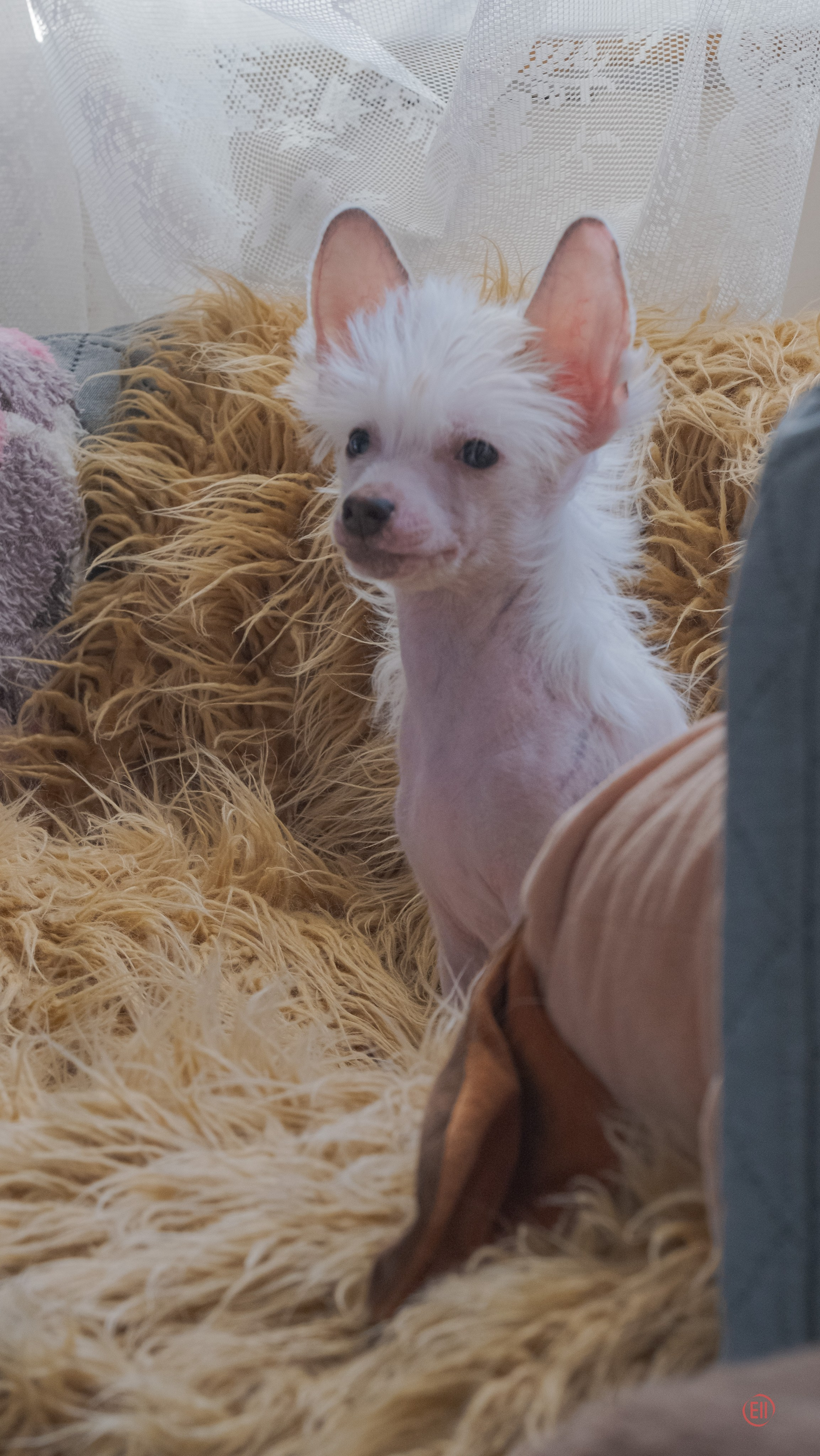 В гостях у питомника Show Galaktika. Питомник китайских хохлатых собак Poale Ell: купить щенка в питомнике