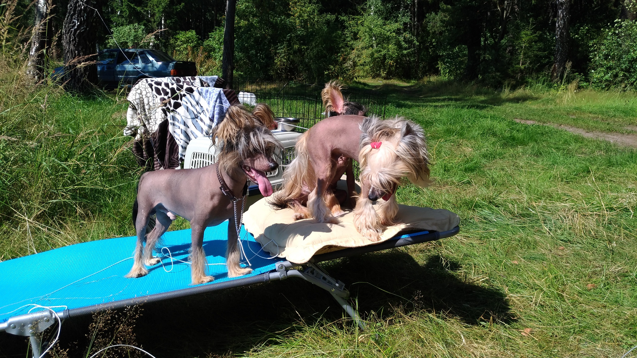 Hike to Konakovo. Poale Ell Chinese Crested Dog Kennel: Buy a puppy from the kennel