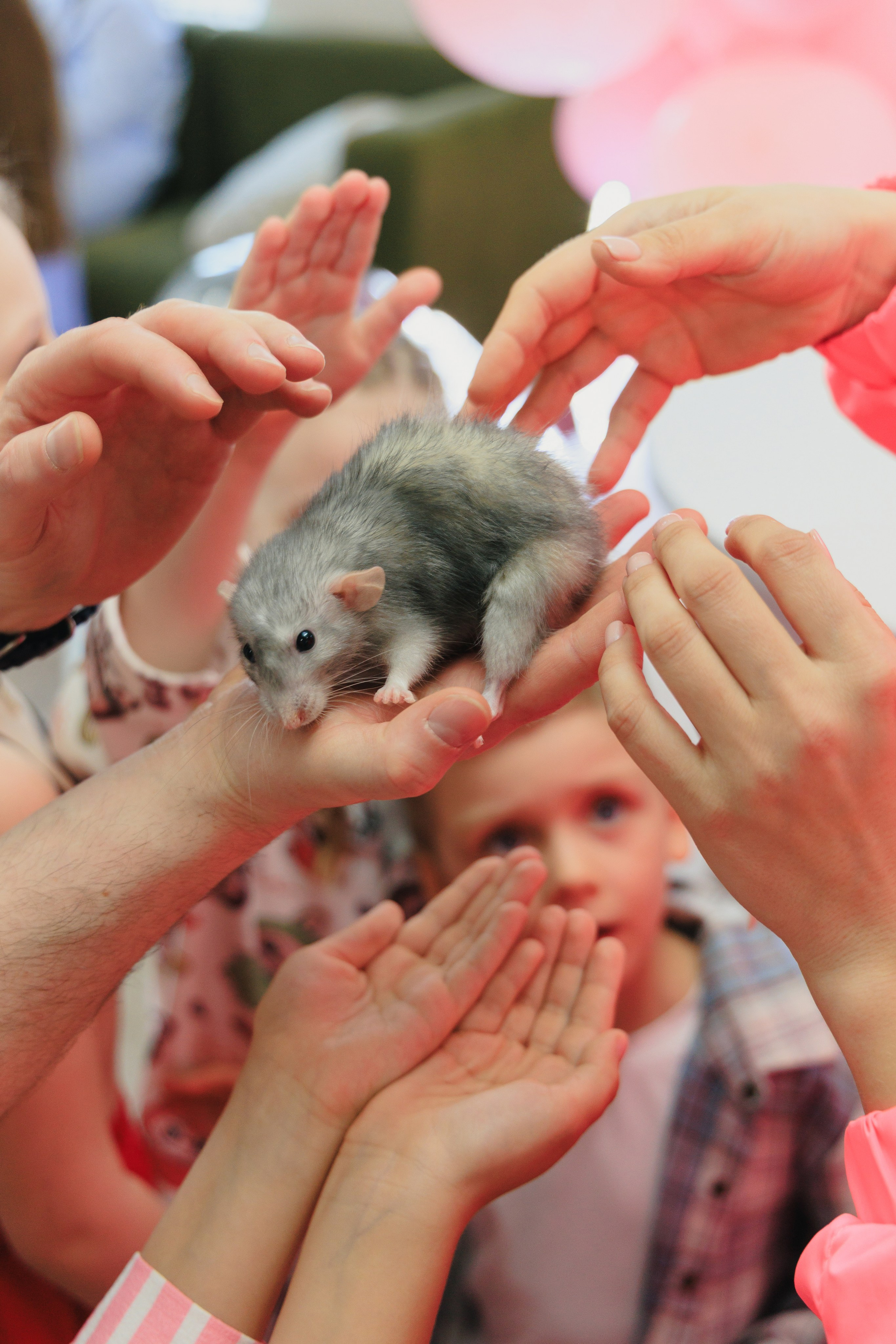 Злате 7 лет | Пуговка. Свадебный фотограф в Минске Владислав Бабич