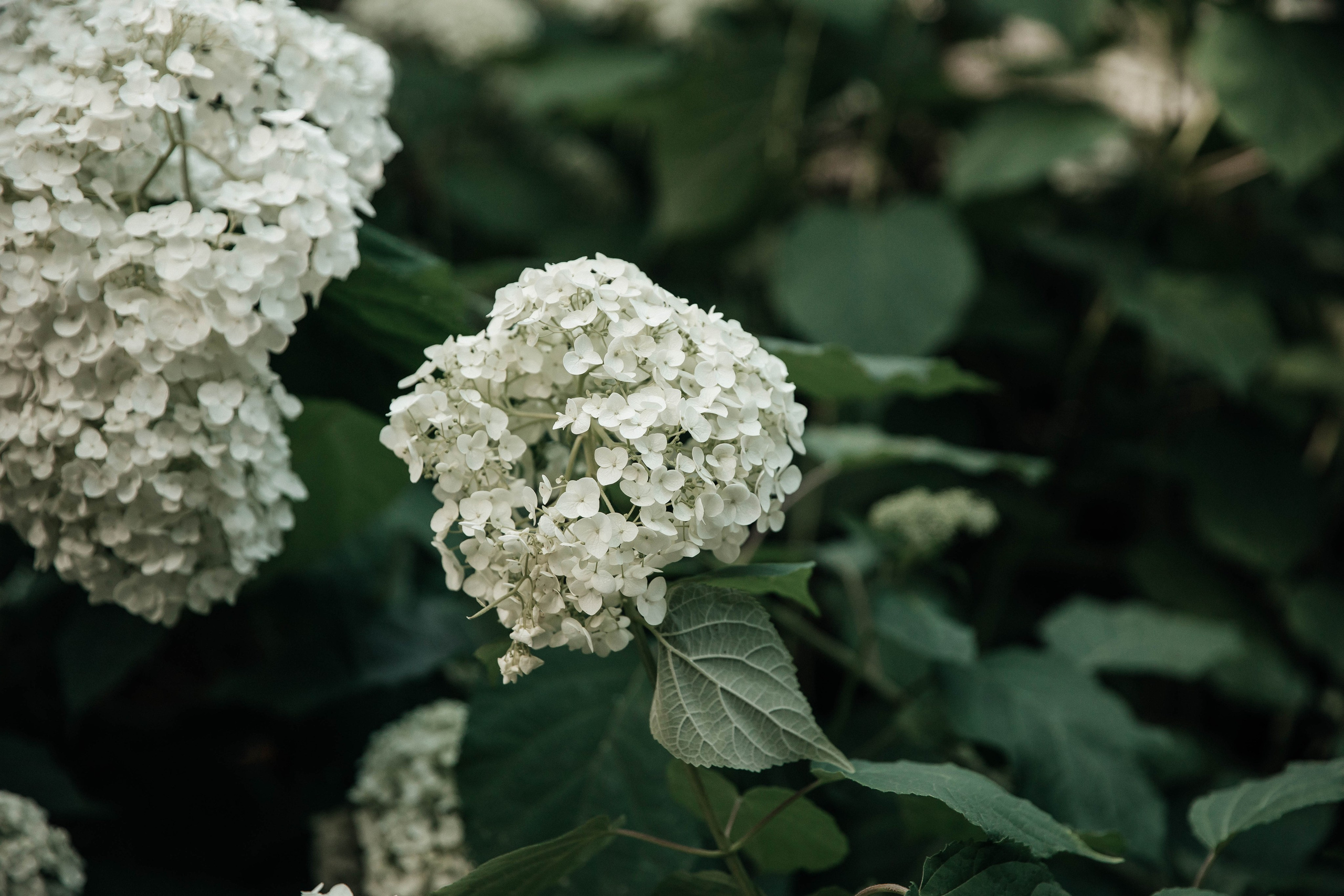 Константин и Ангелина. VOLOCHKOVA