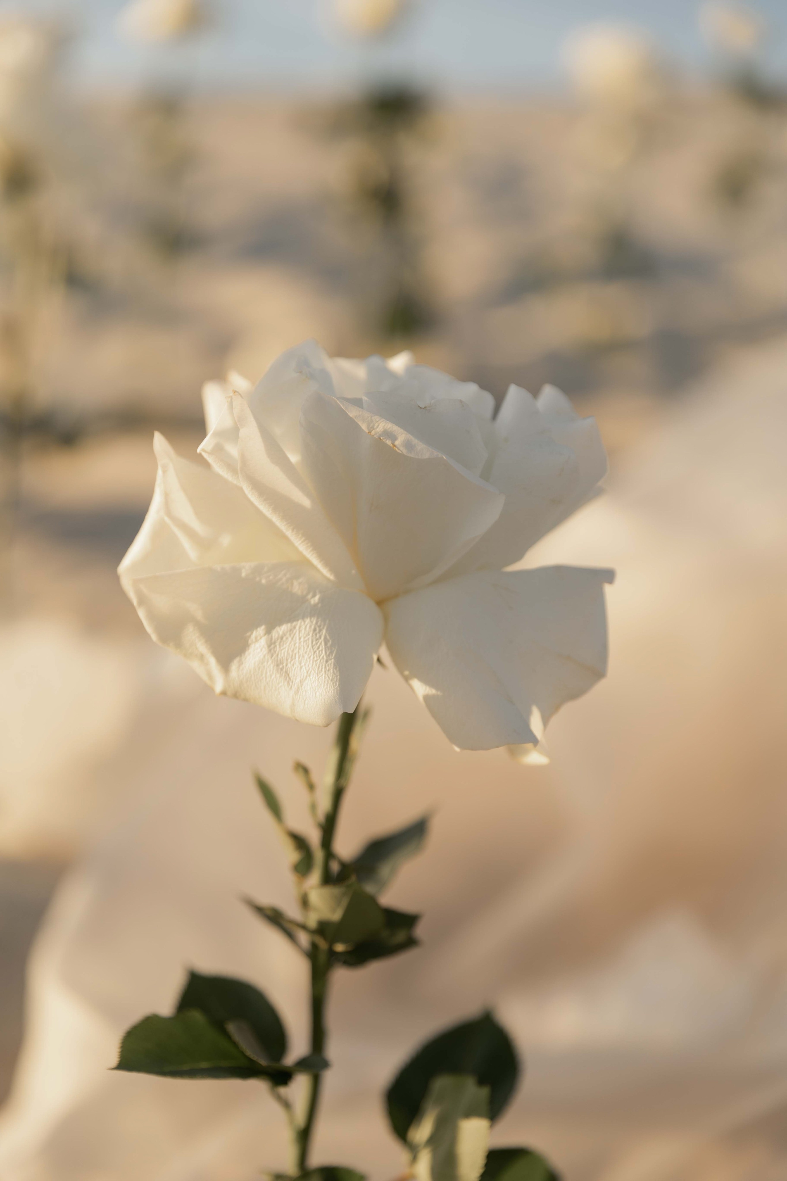 Олеся и Егор. Я Ира и я фотографирую свадьбы более 10 лет