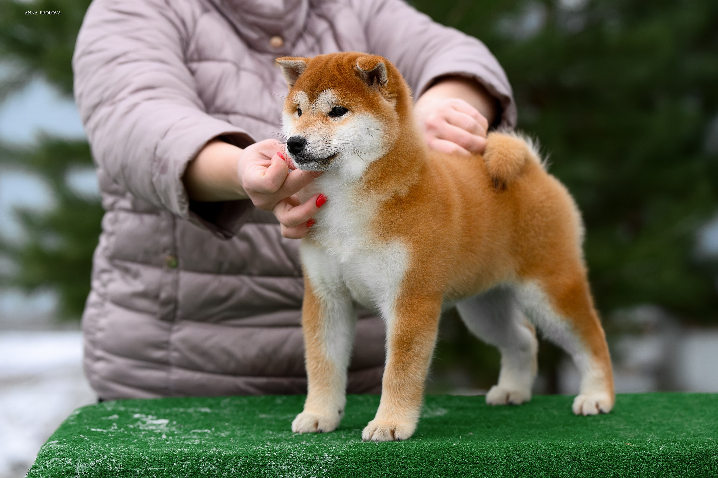 SHIBA. SHIOMARU Shiba and Akita Inu Kennel