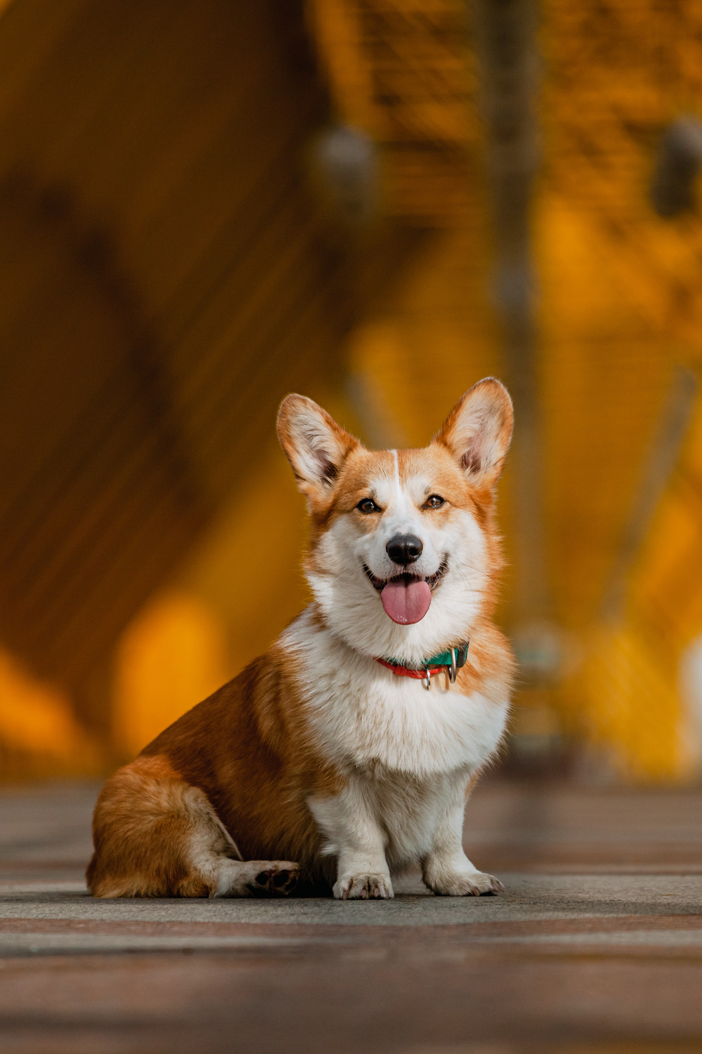 Андреевский мост. Фотограф-анималист Татьяна Степанова