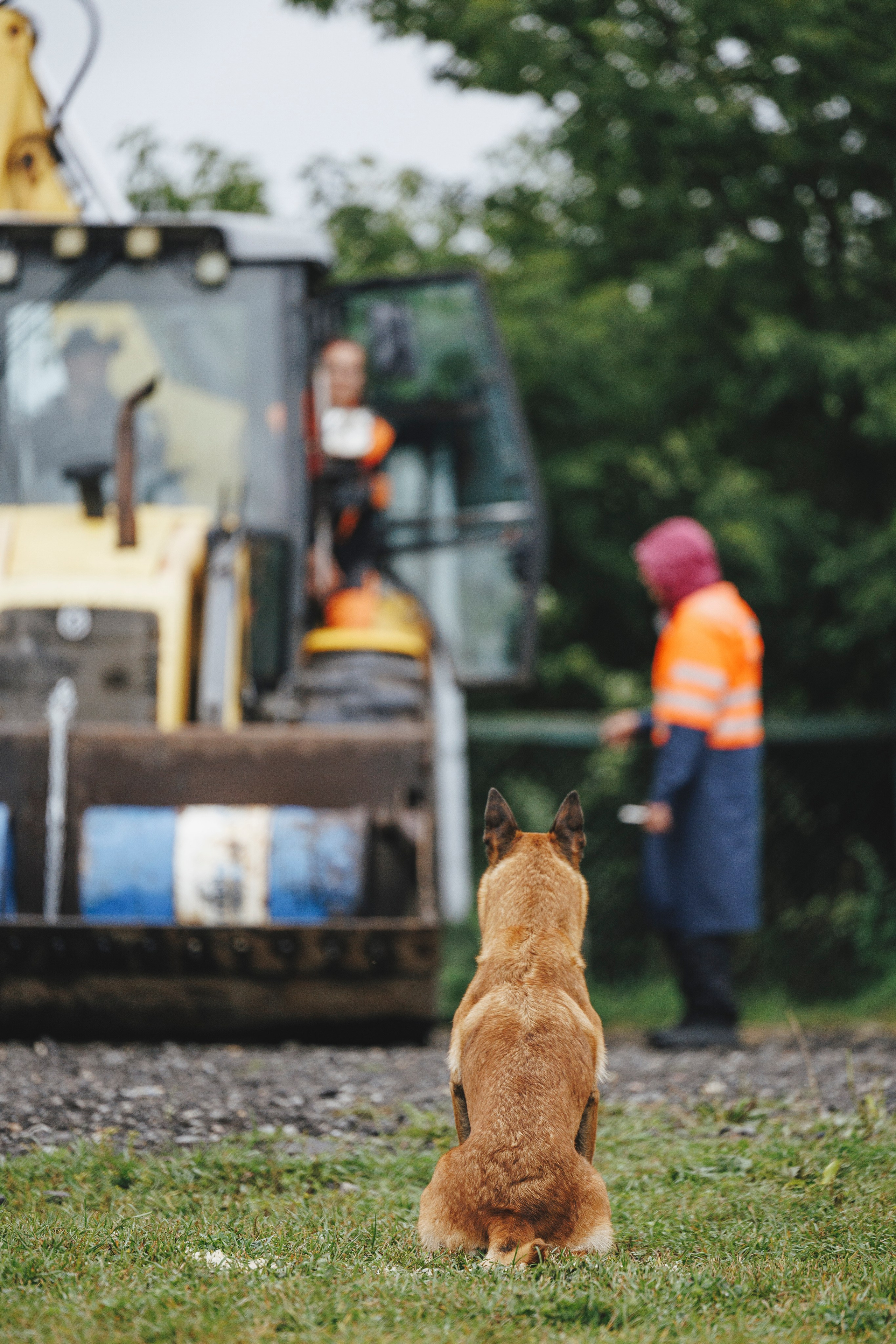 08.08.25-10.08.25 ЧР по мондьорингу г. Вологда. Фотограф-анималист Анна Маринич
