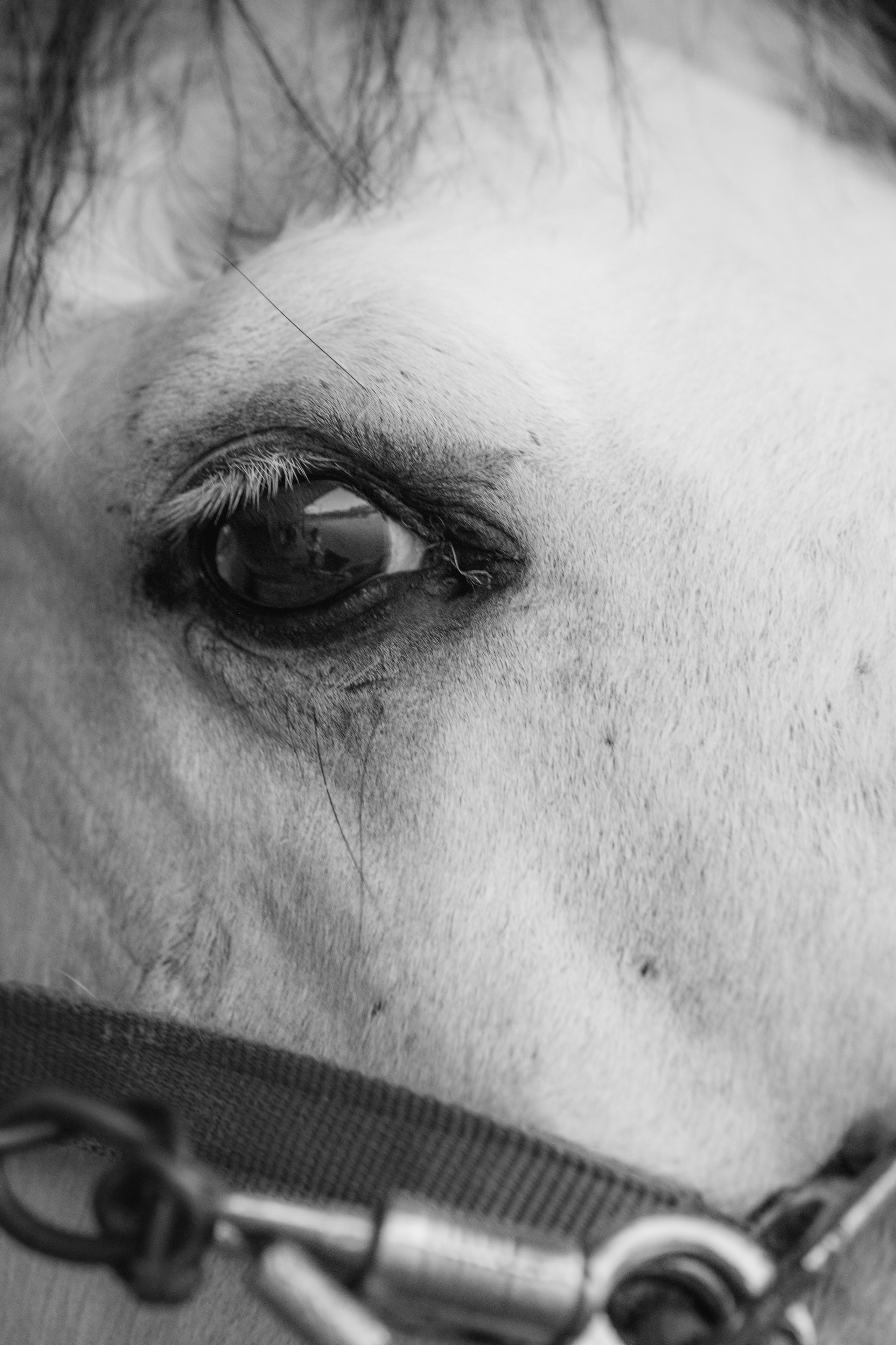 HORSES. Anastasiia Antoniuk portrait, family and couple photographer, Portugal