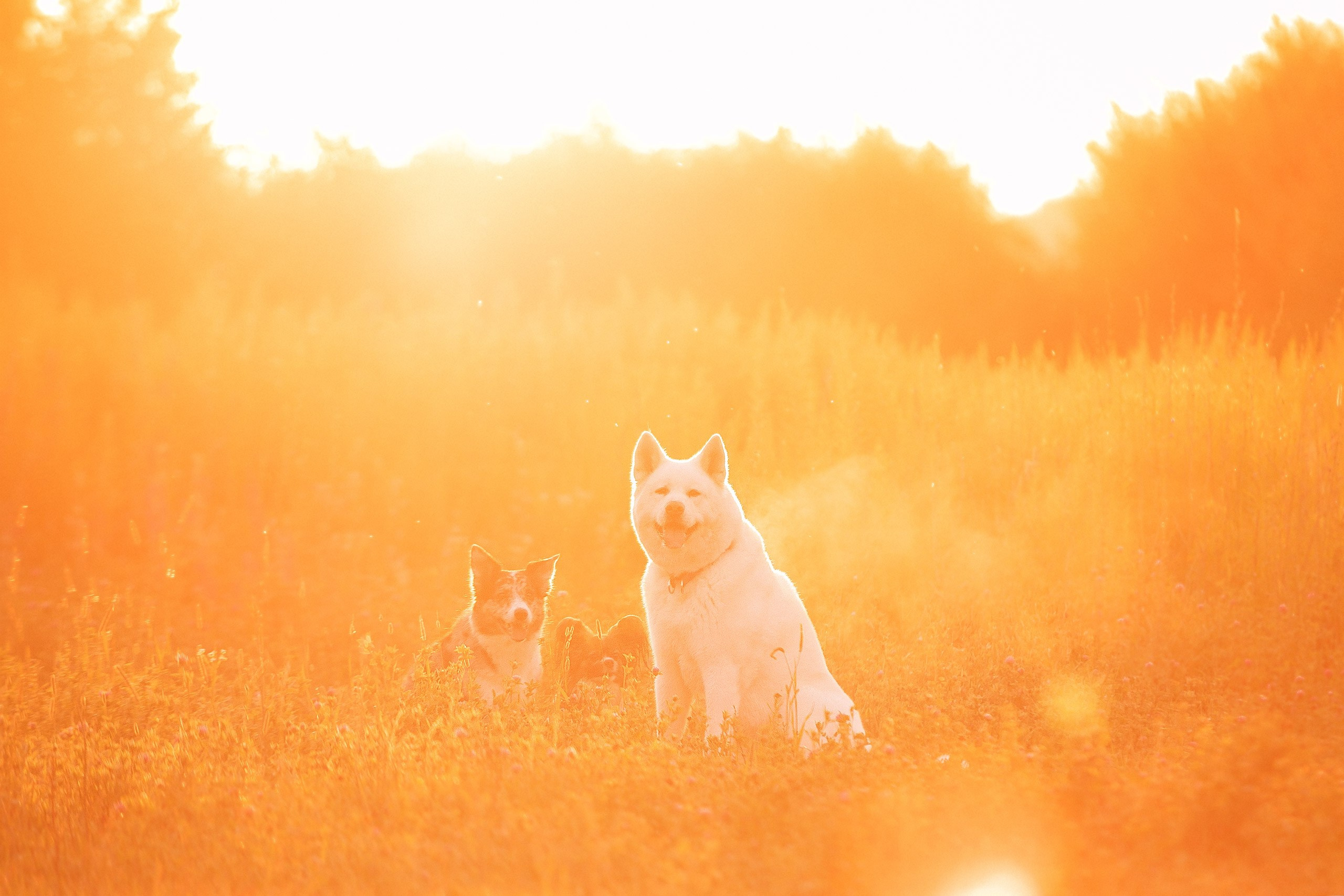 Таня и команда на рассвете. Фотограф анималист Кузнецова Анна Нижний Новгород