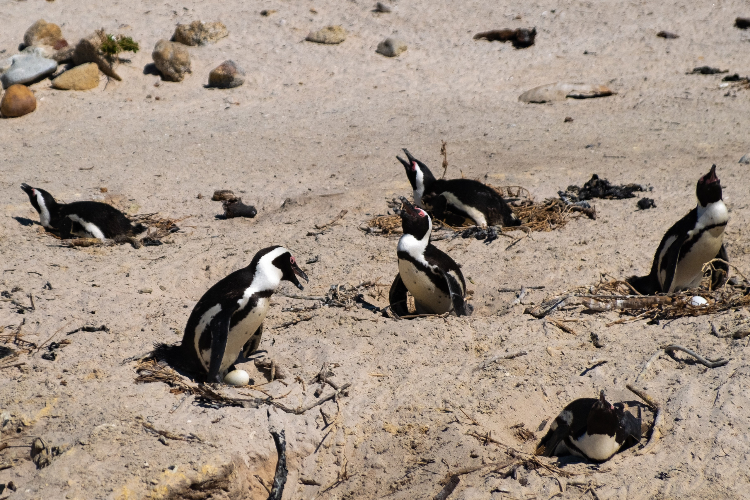 Пингвины и другие. Фотографии из путешествий