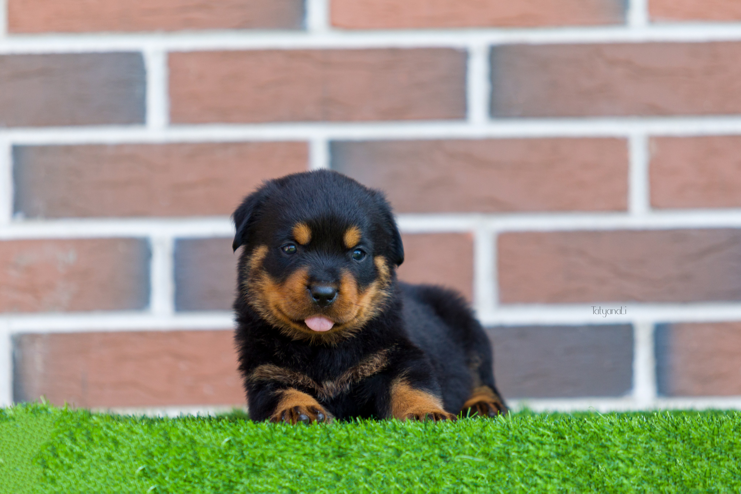 Ротвейлер. Фотограф — анималист Татьяна Ли