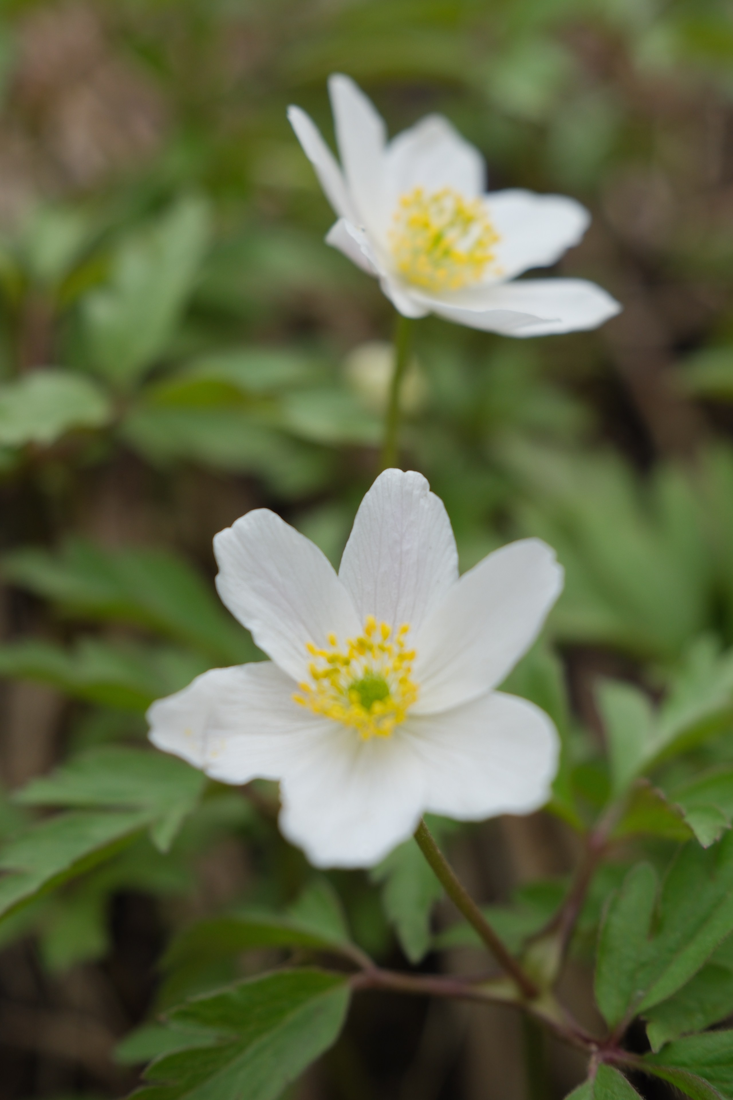 Фотограф Москва. Фотограф и художник в Москве Евгения Нюнина