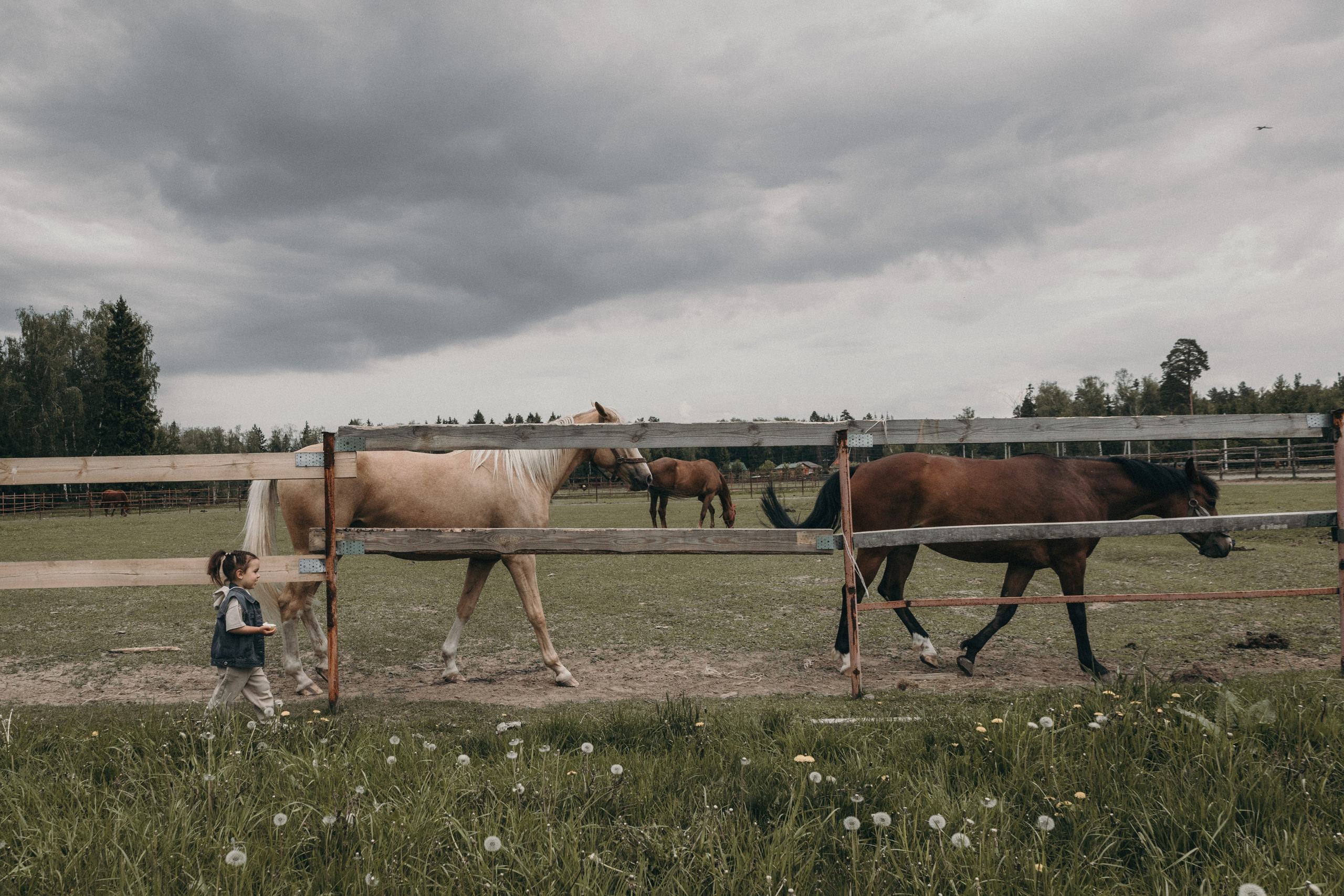 Фотосессия с лошадками Подмосковье. Семейный фотограф в Москве, Щелково, Фрязино _ Виктория Степанова