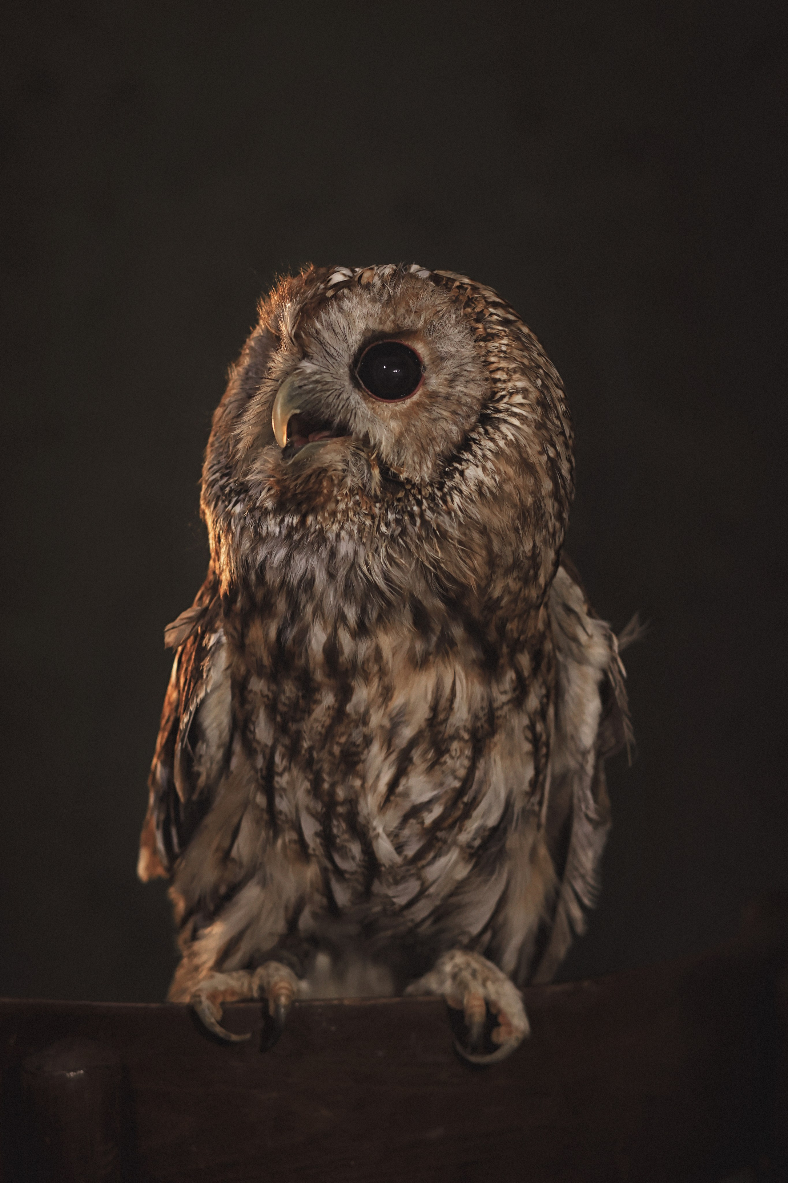 Фотосессия животных в Ижевских, фотограф животных. Детский, семейный фотограф в Ижевске и Москве Аксинья Лысенкова ADEN