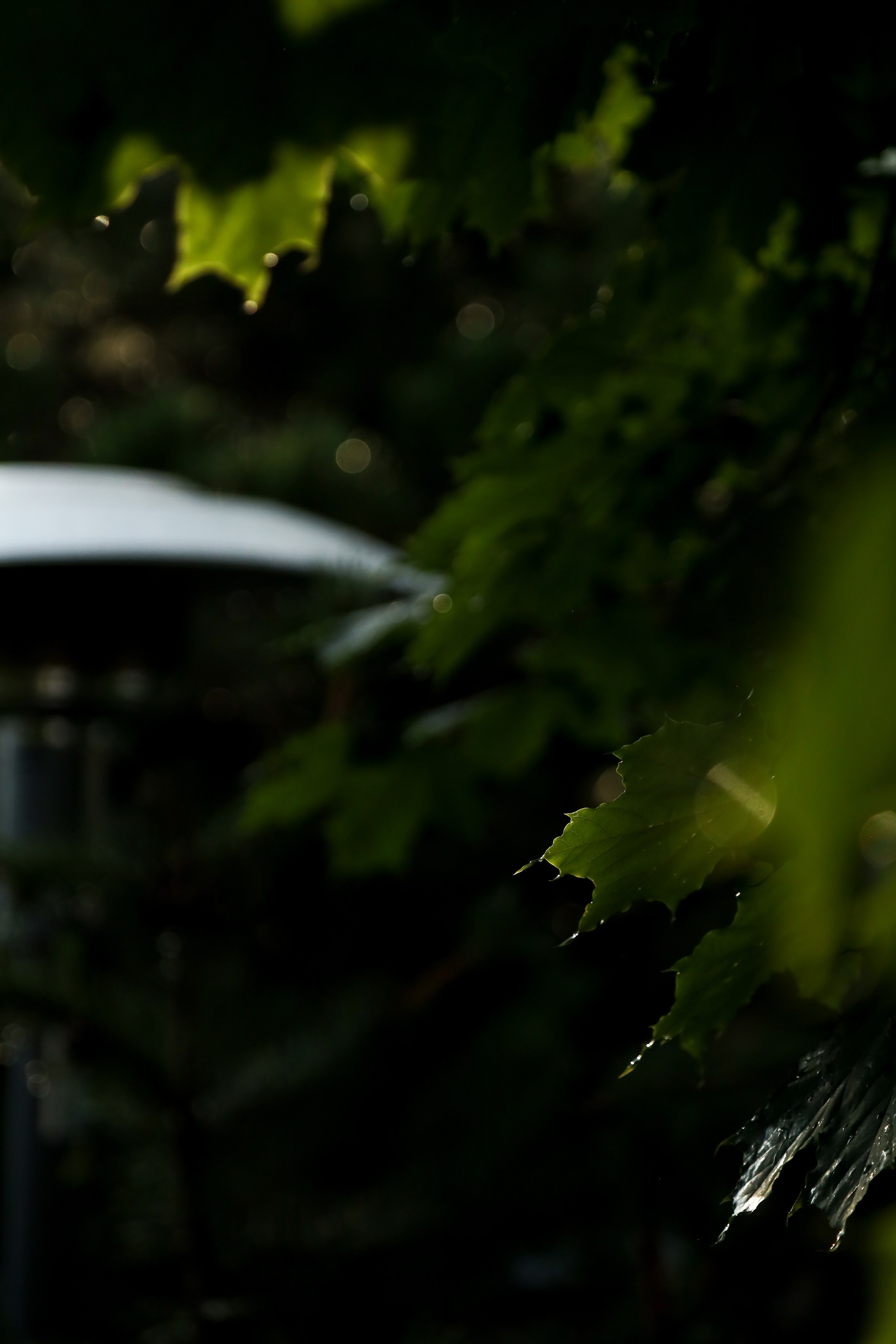 DIS регата2024. Фотограф Антон Чупринин