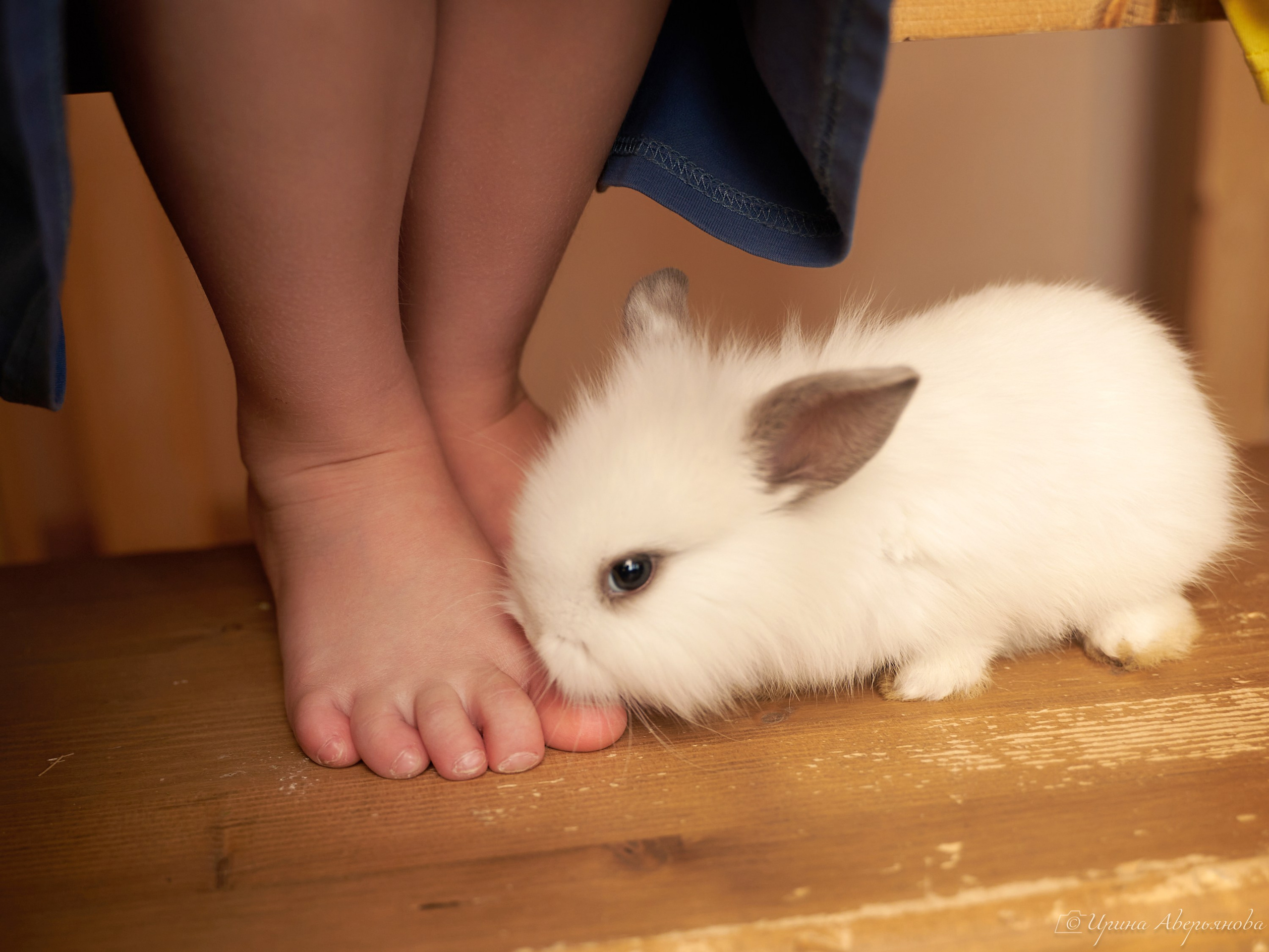 Фотопроект с декоративными кроликами. Фотограф в Ульяновске Ирина Аверьянова