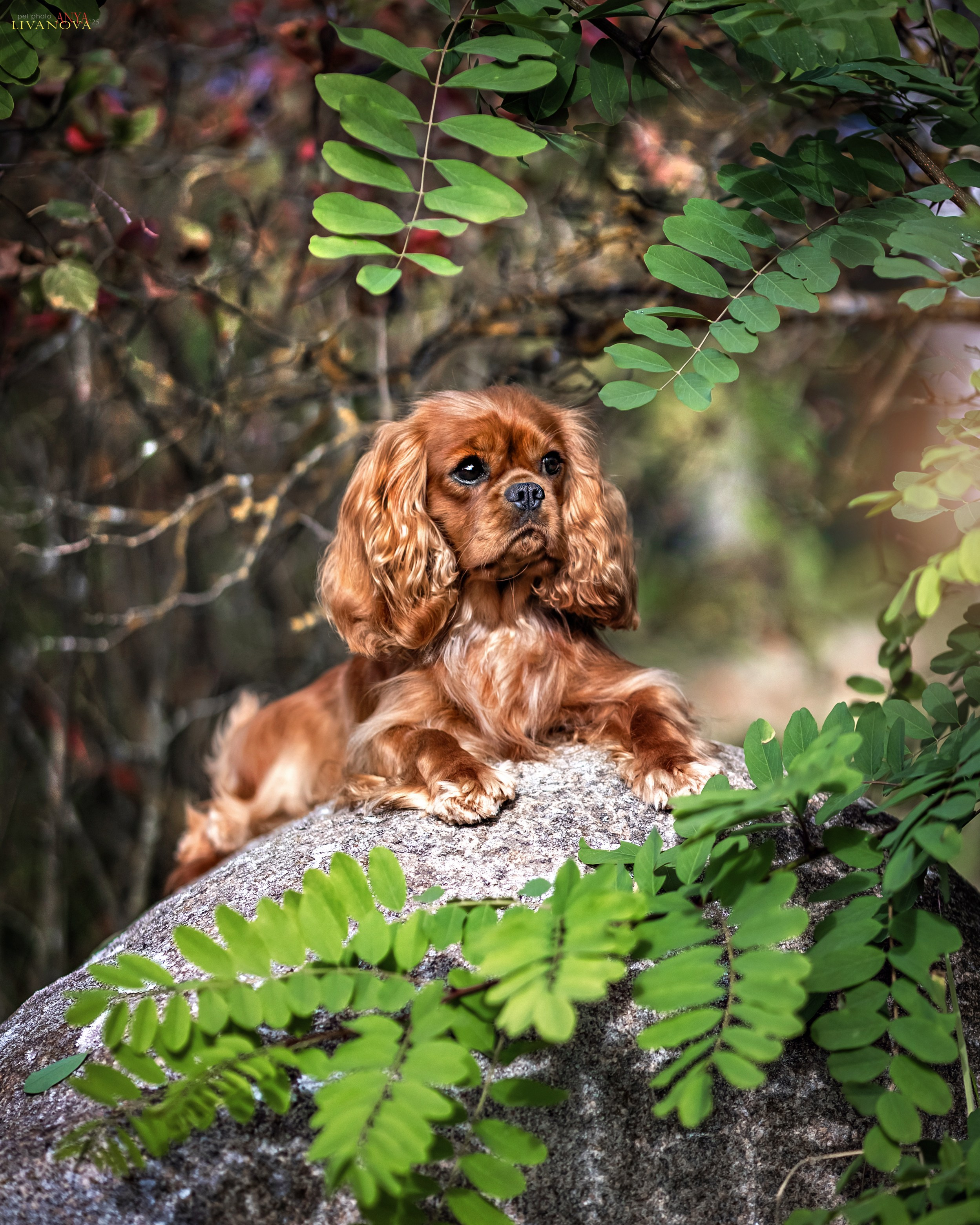 Кавалерчики. Фотограф анималист Аня Ливанова | Рыбинск