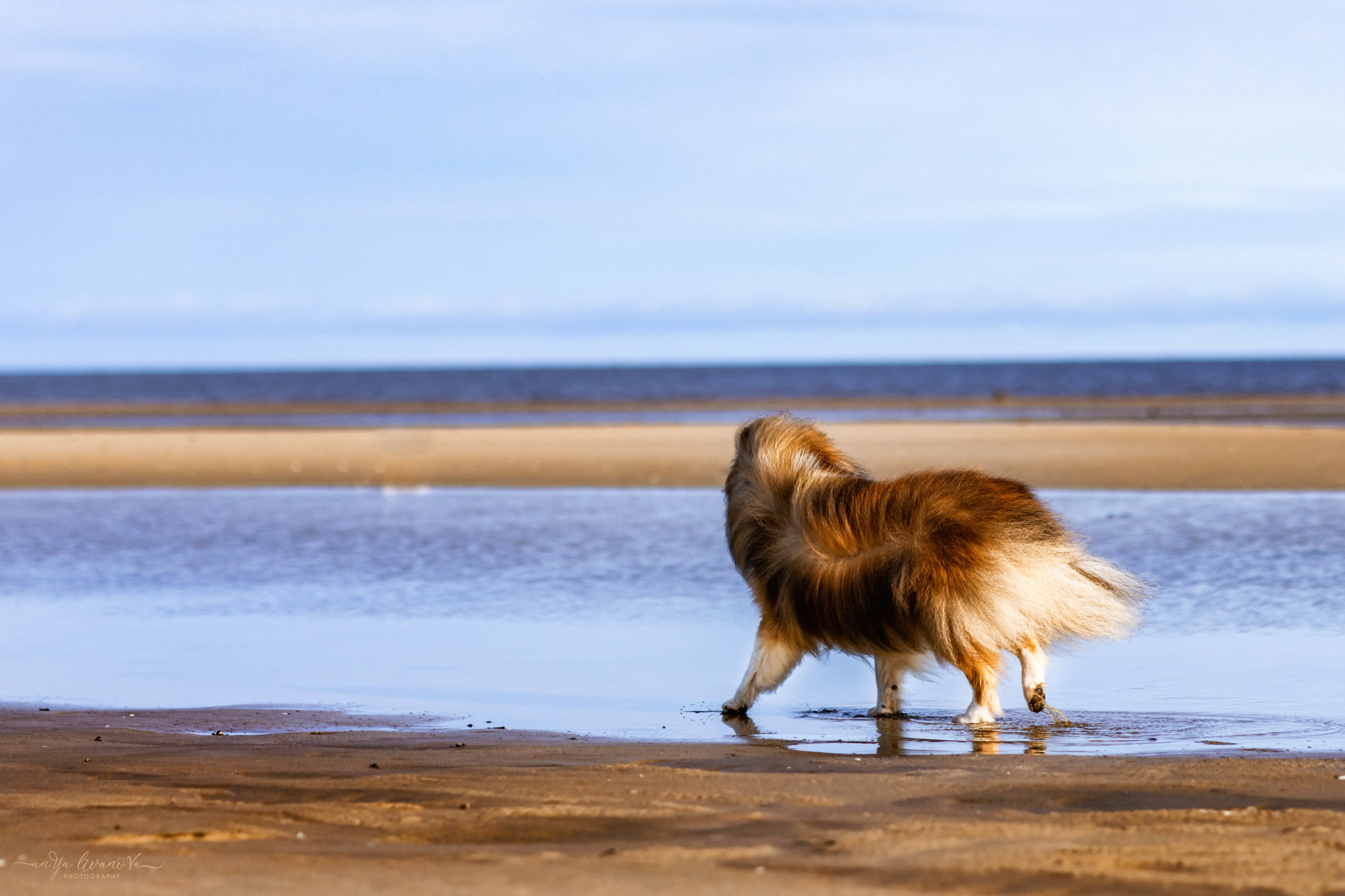 Рома. Фотограф анималист Аня Ливанова | Рыбинск