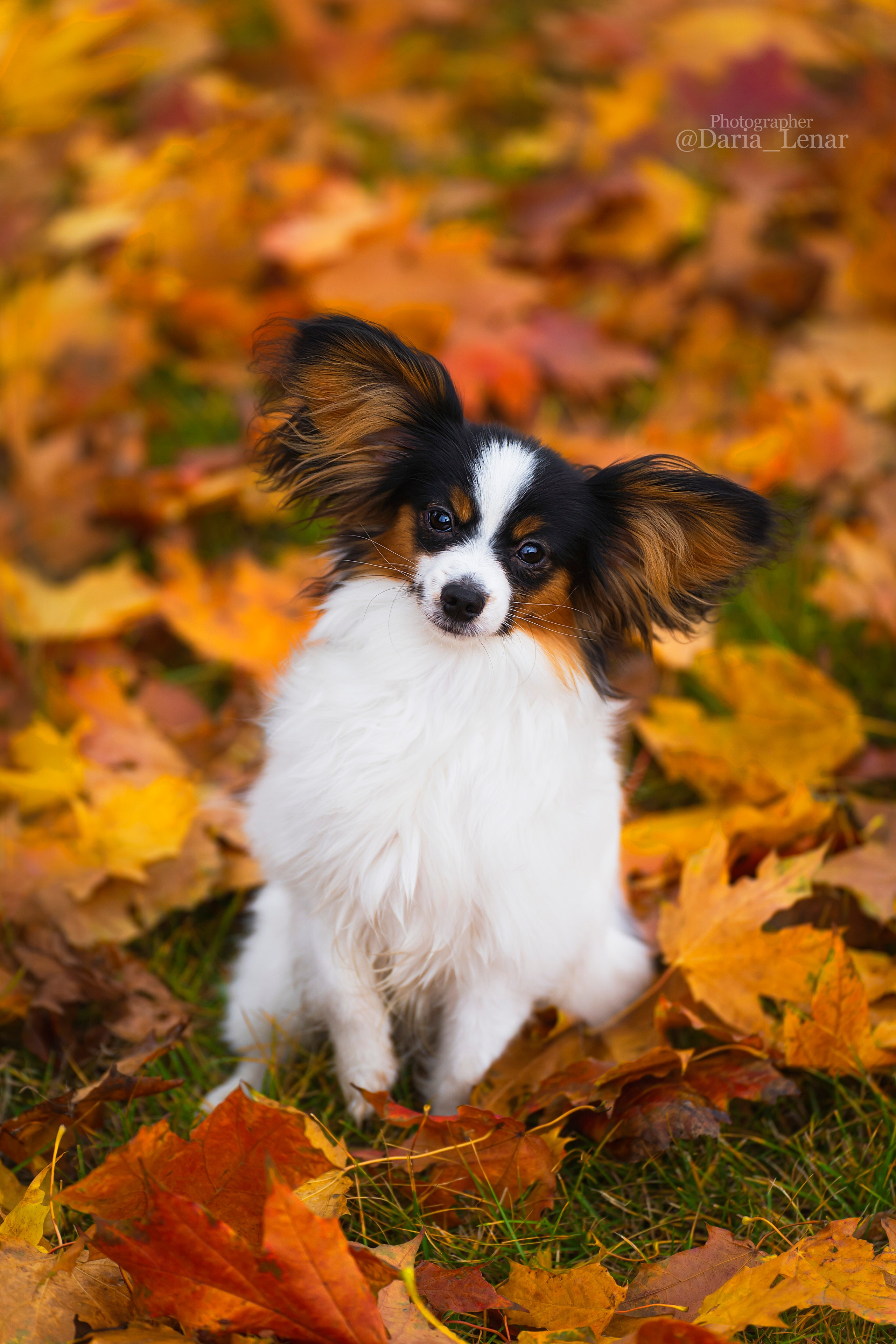Выставки собак. Фотограф в Москве Ленарская Дарья