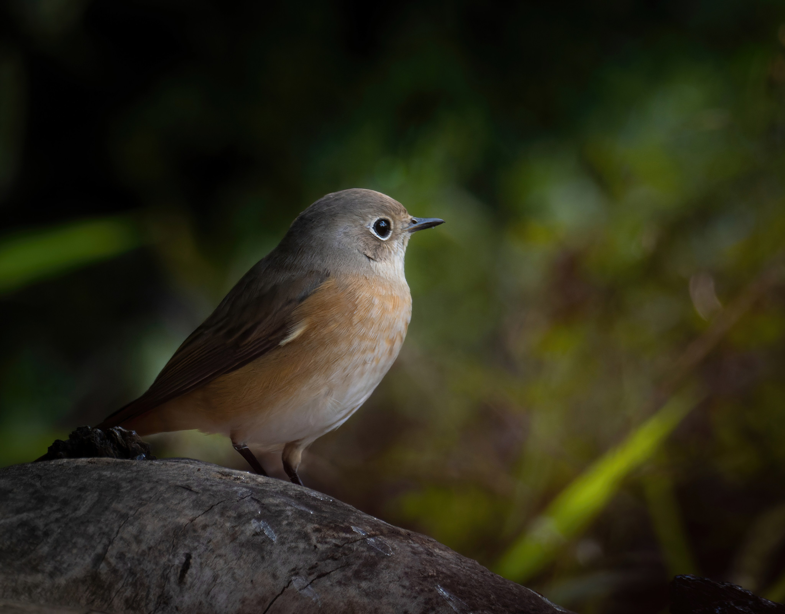 Птицы и животные. Oles Paritskiy