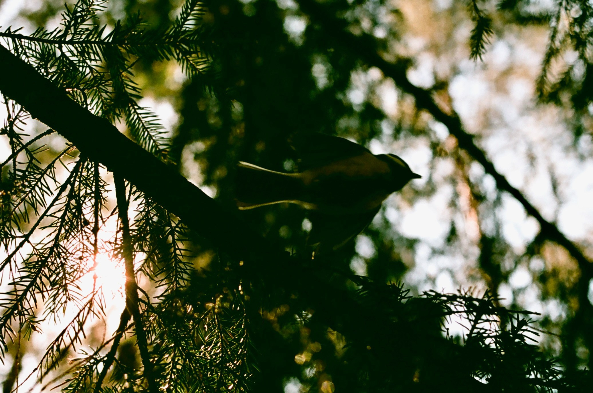 Film. Ruslan UI Dev Page