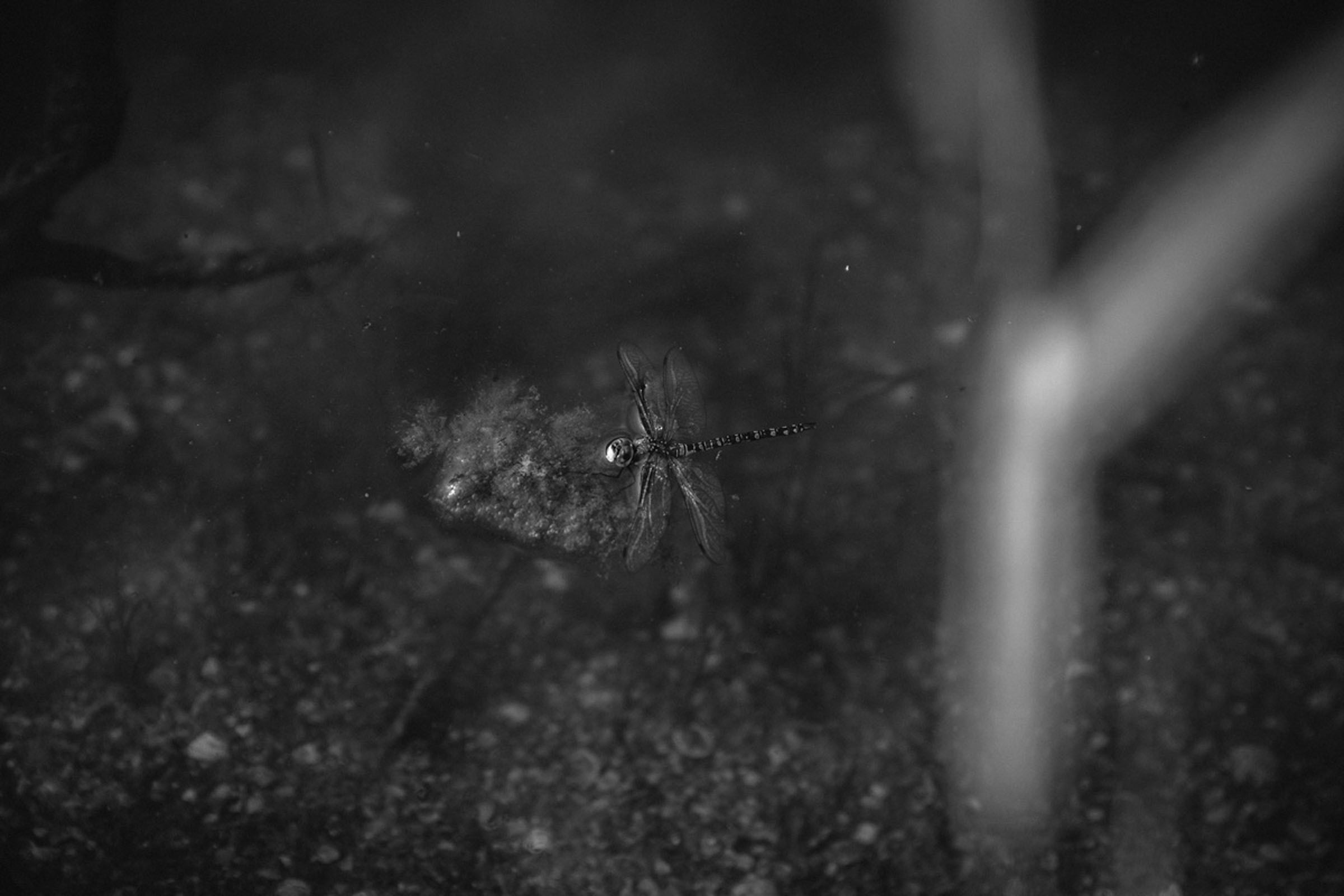 Оля. Фотограф Алутера Ирина