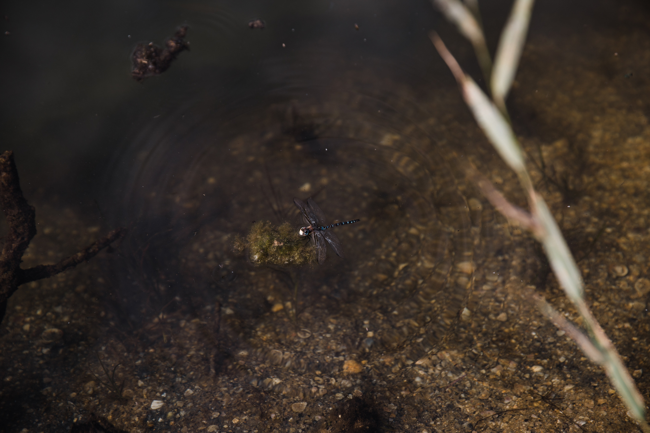 Оля. Фотограф Алутера Ирина