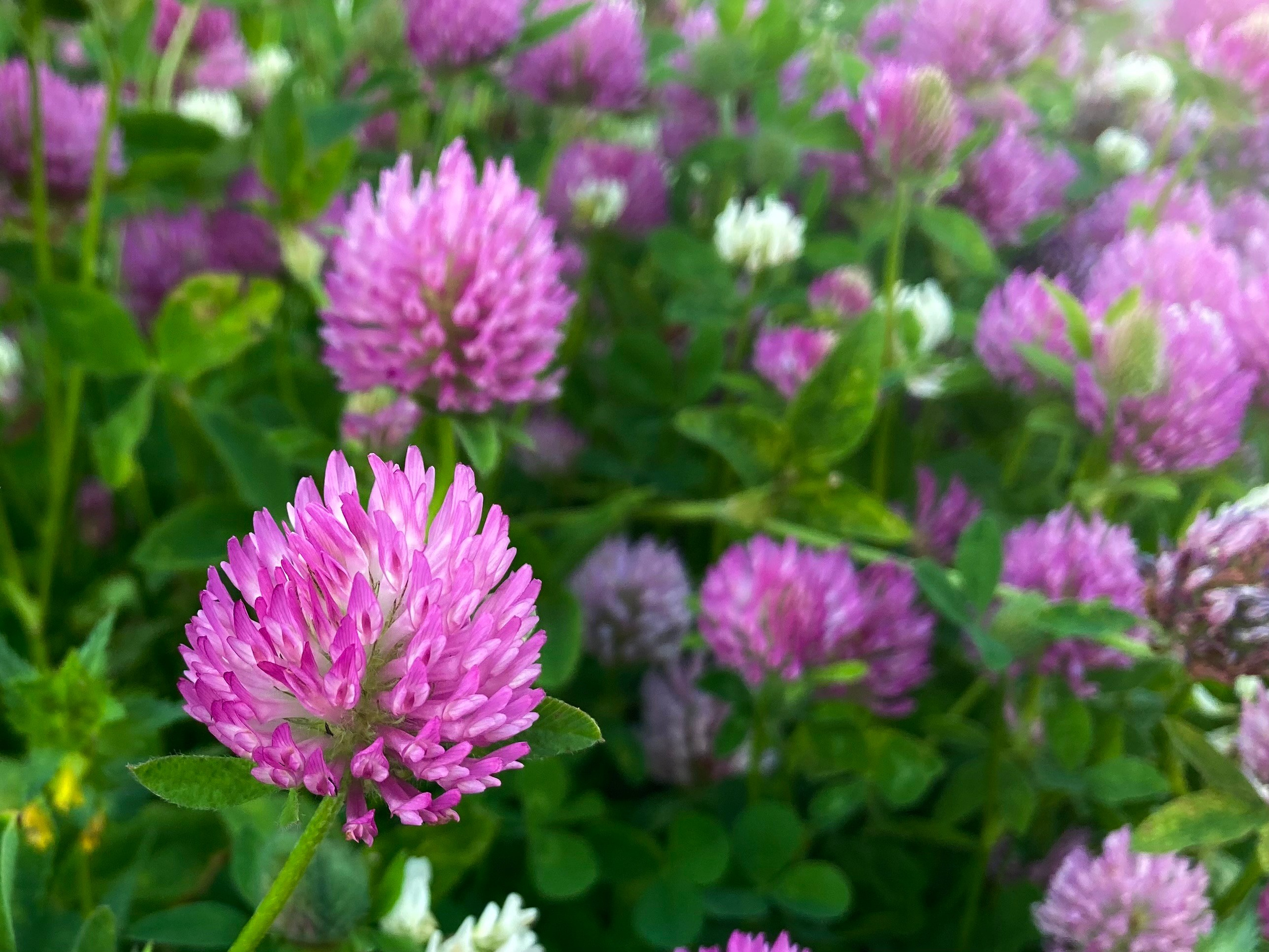 Город летом. Фотограф Екатерина Зорина