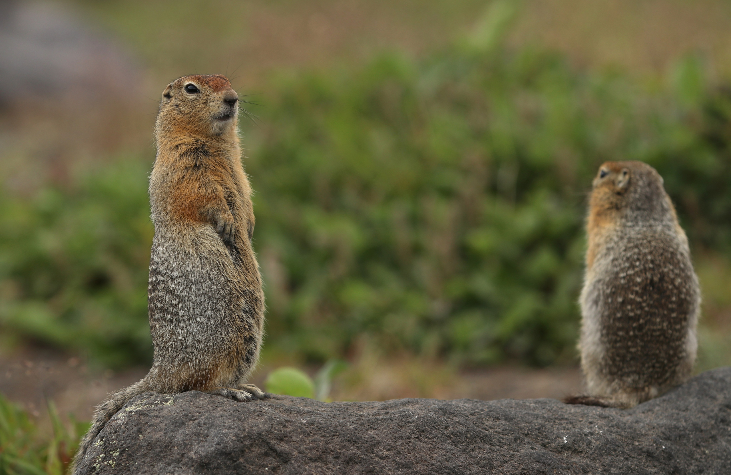 Камчатка и о. Парамушир. Июль 2024. Путешественник-фотограф из Санкт-Петербурга Татьяна Свистулина