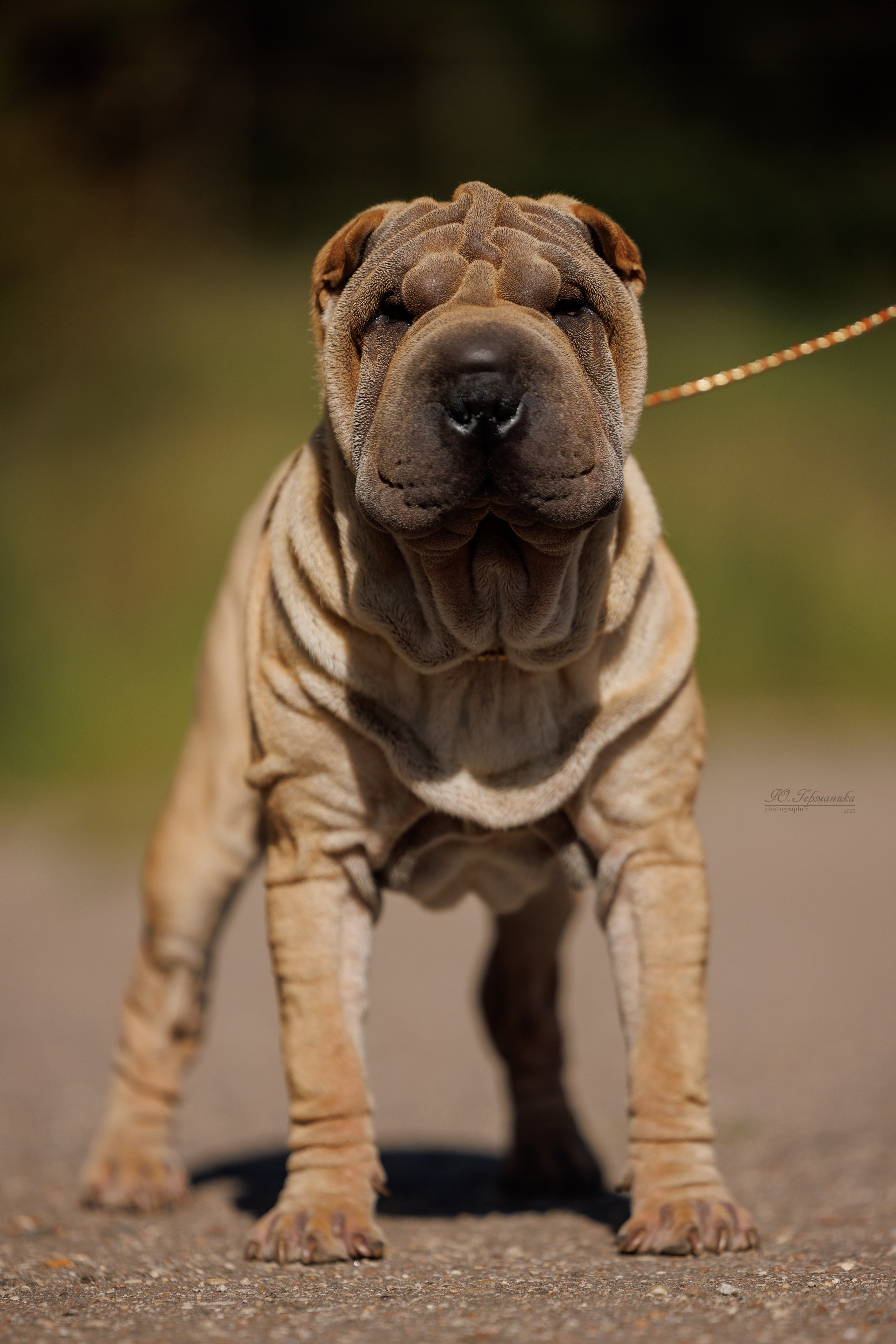 Зеленоград 13.09.2025. Фотограф-анималист Юлия Германика