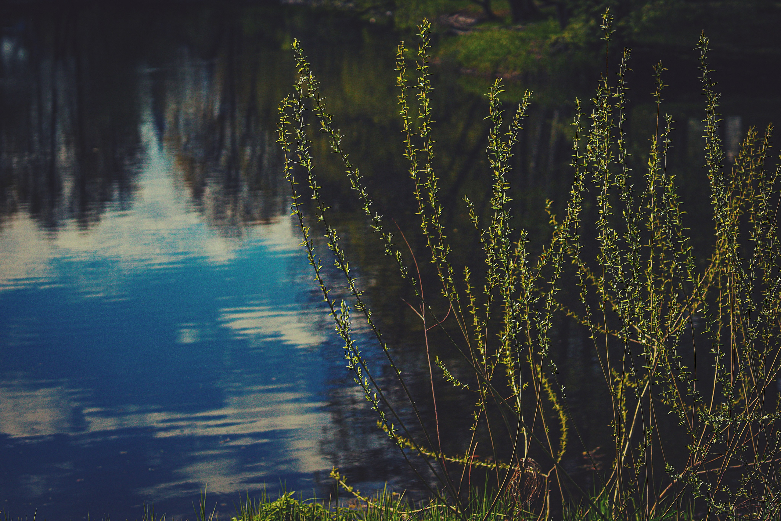 Природа &. Фотохудожник в СПб