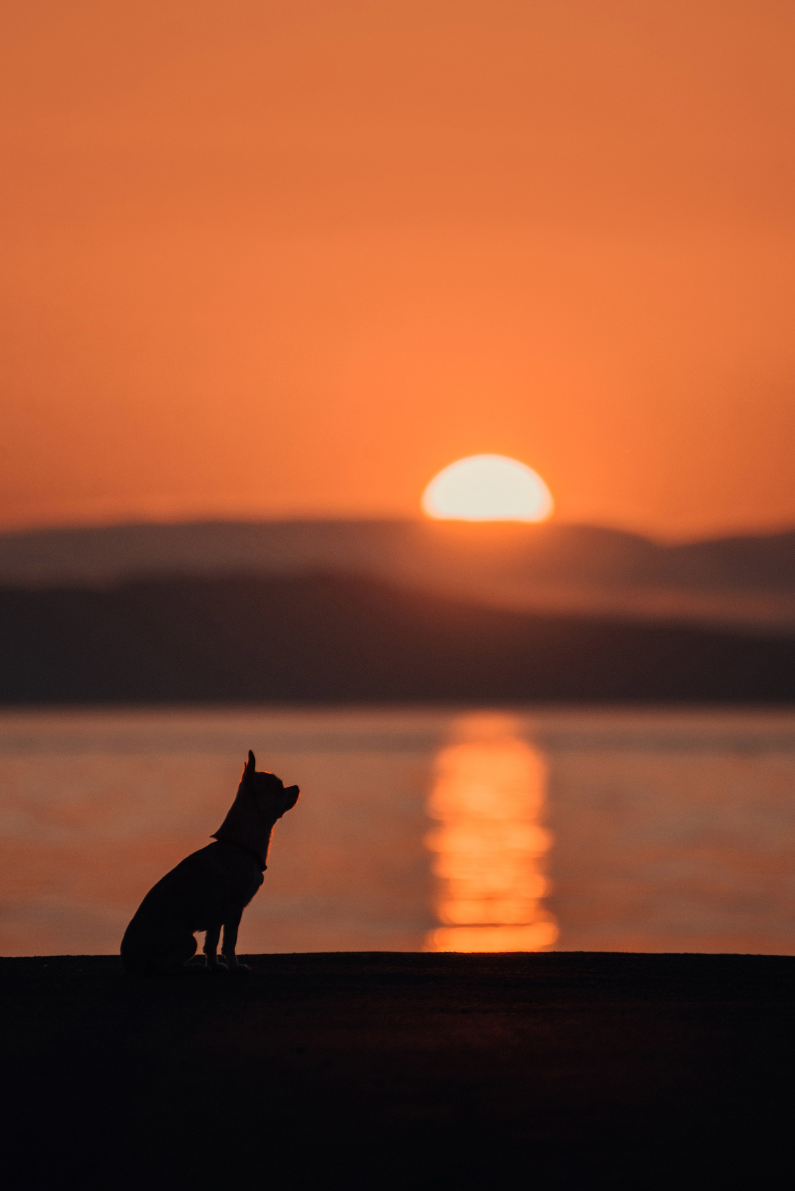 Прогулка: чихуахуа Хенни и Алина во Владивостоке. Портфолио