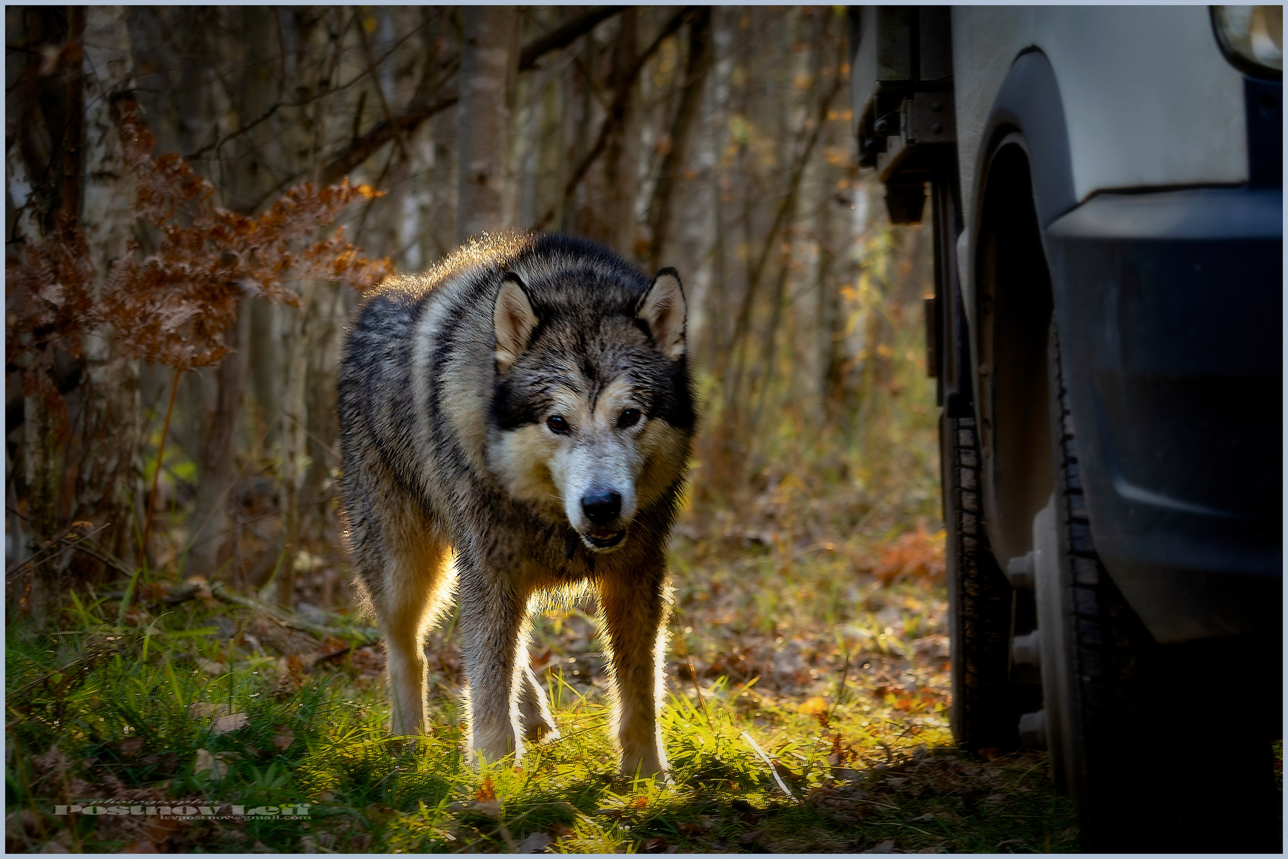 Мои маламуты.Тесей. Лев Постнов.Фотограф. Нижний Новгород