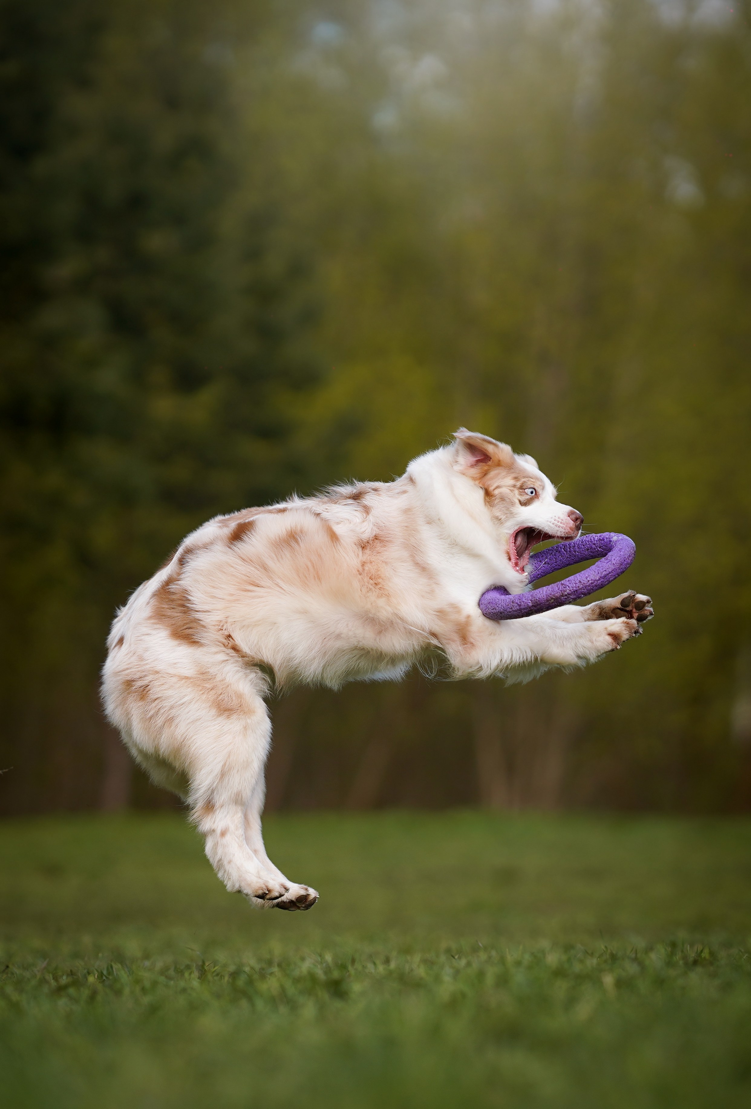 Рокки и Гермиона. Фотограф-анималист в Санкт-Петербурге Яна Мартынова