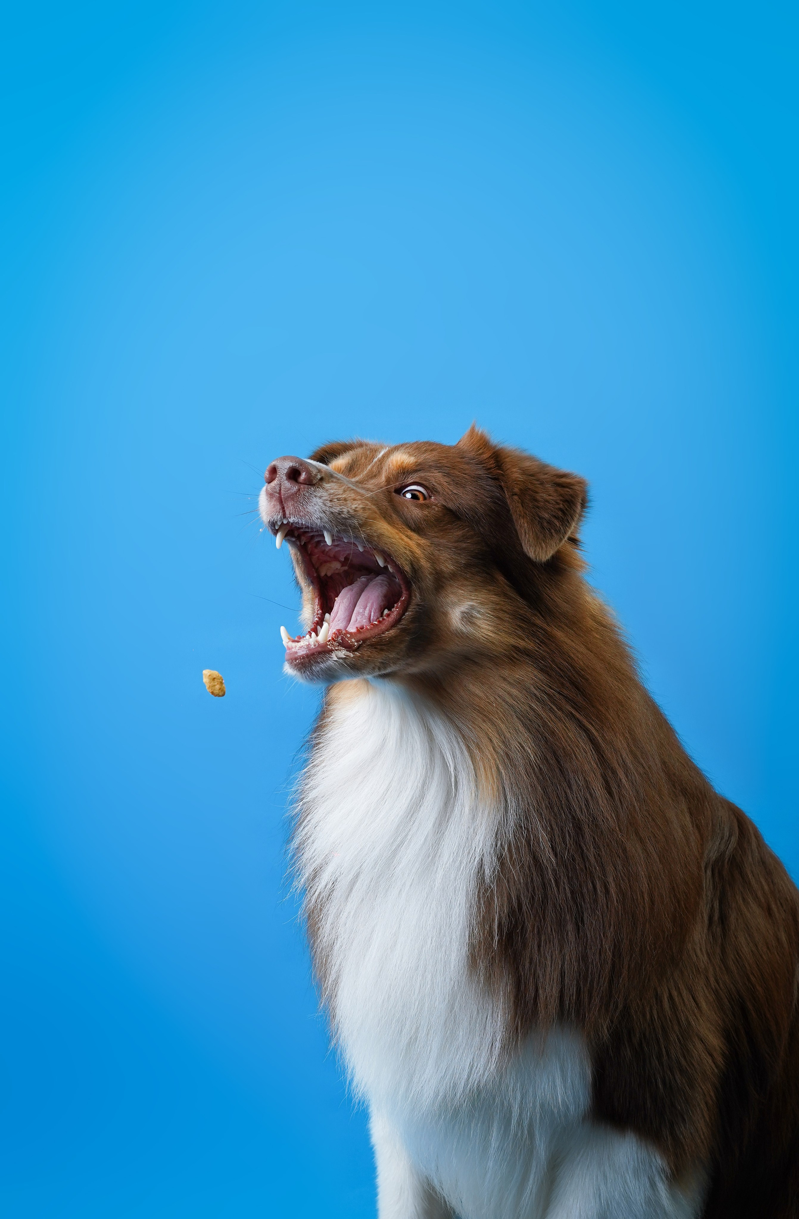 Аусси Рокки. Фотограф-анималист в Санкт-Петербурге Яна Мартынова