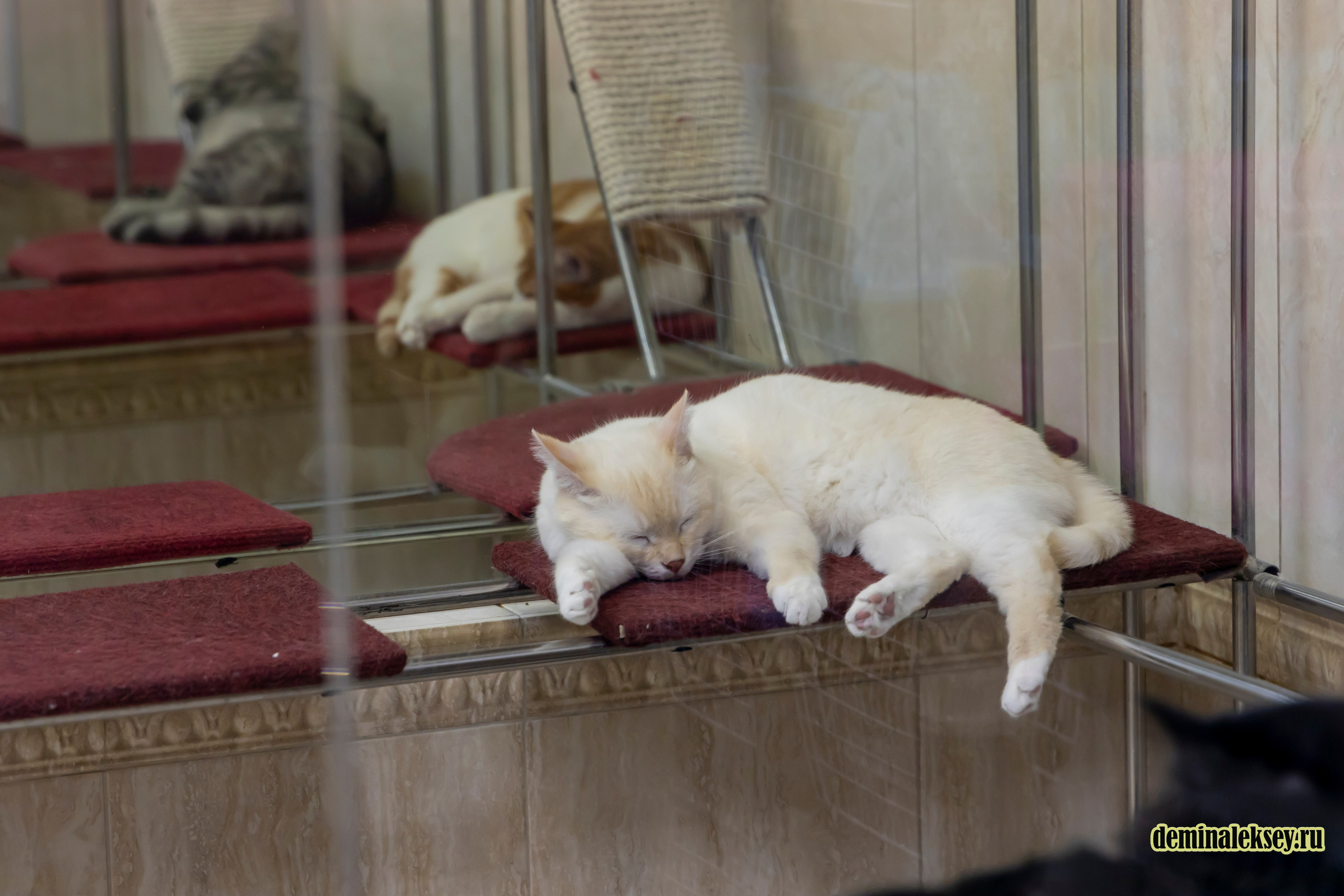 Театр кошек Куклачева 26 февраля 2025. Репортажный, семейный и студийный фотограф в Москве Демин Алексей