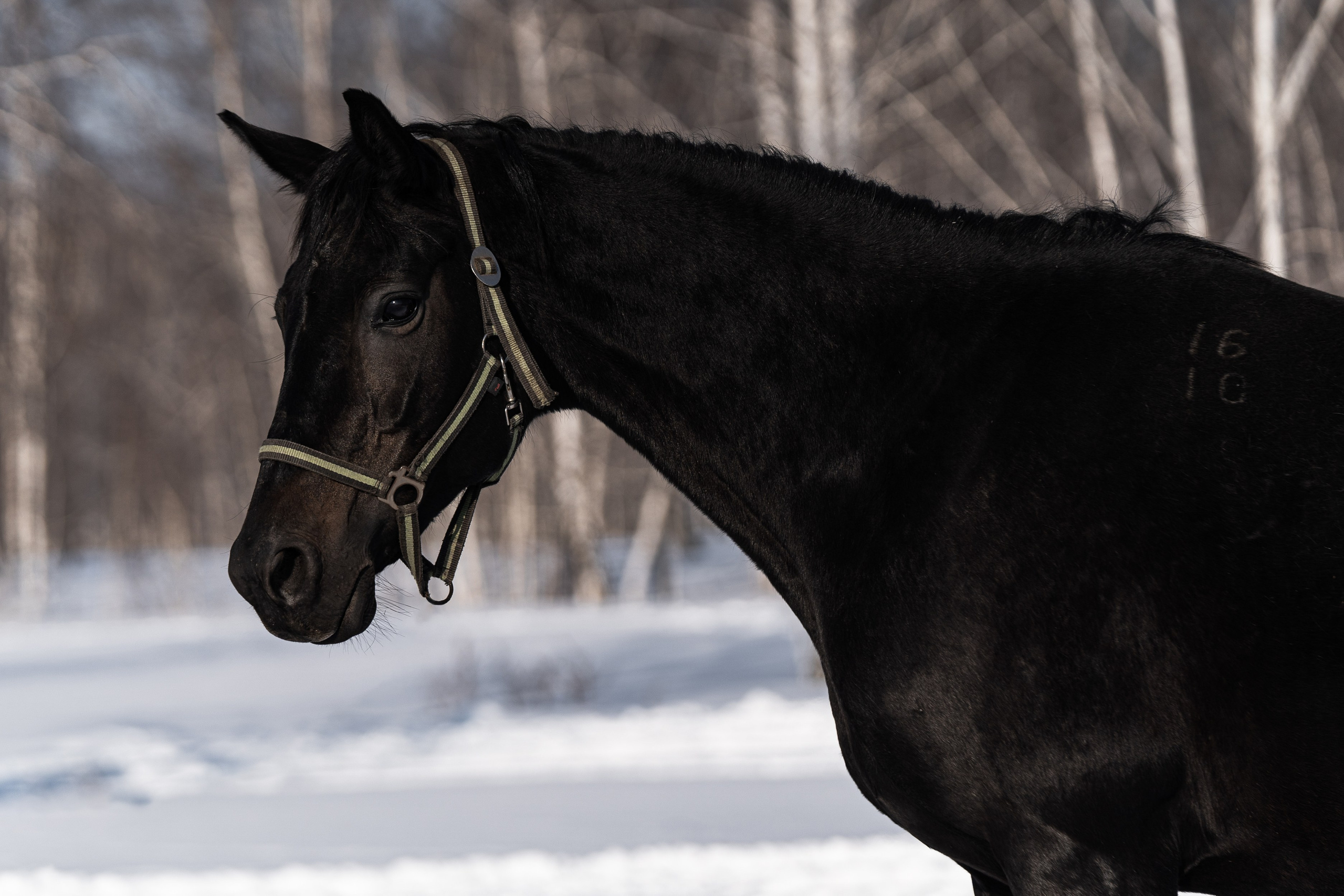 Пахлава. Главная