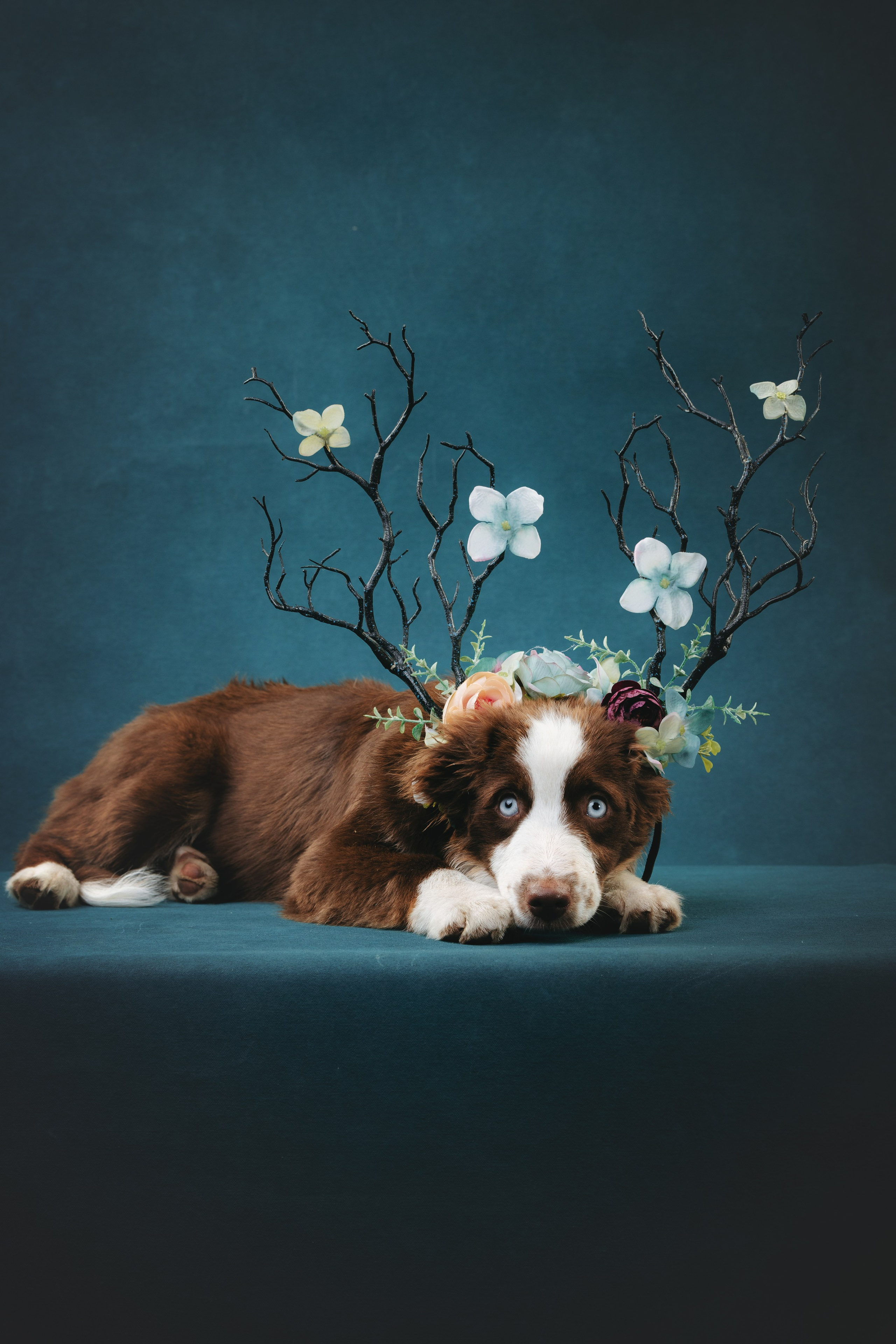 Миниаусси Дайс. Фотограф анималист Осипчикова Мария