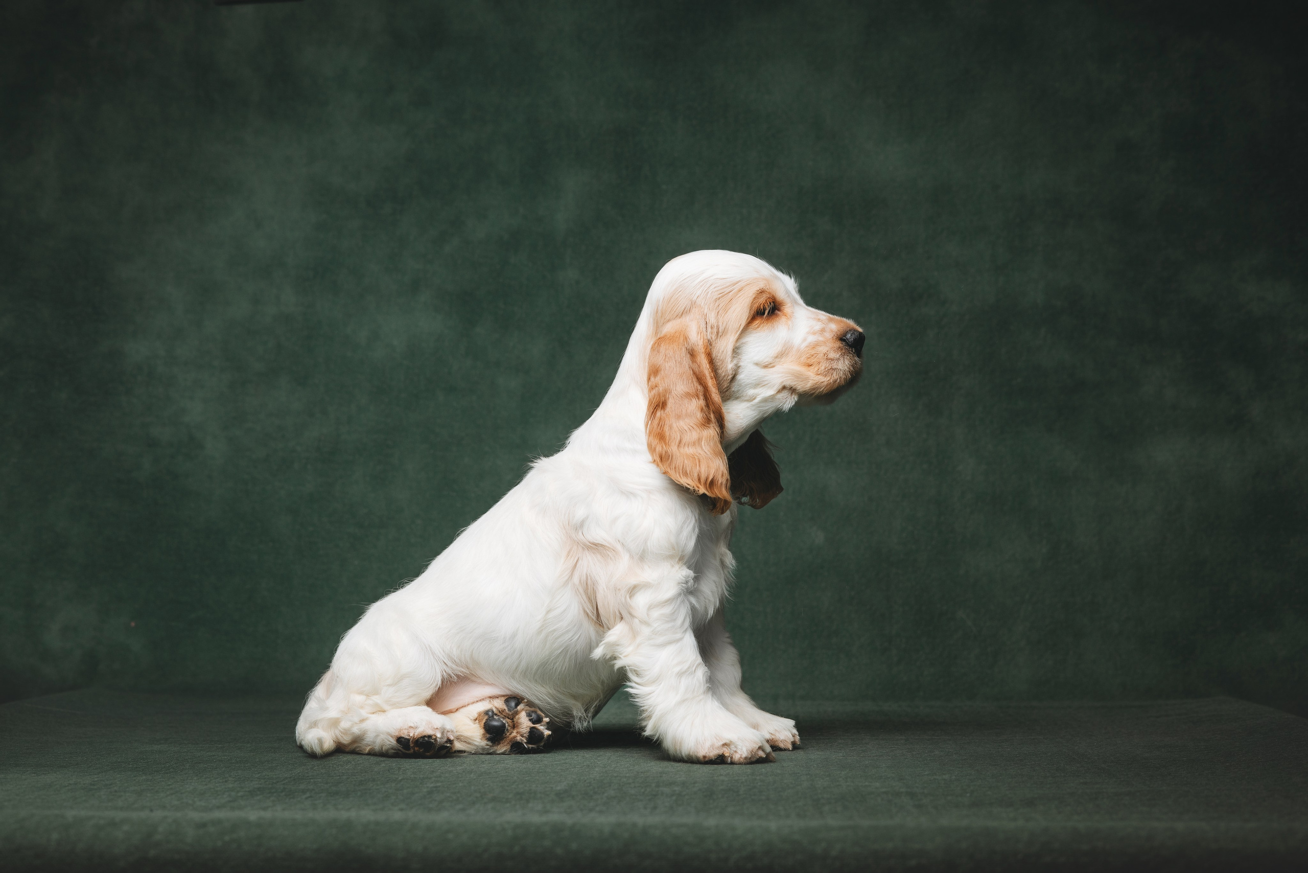 Английские коккер-спаниели. Фотограф анималист Осипчикова Мария