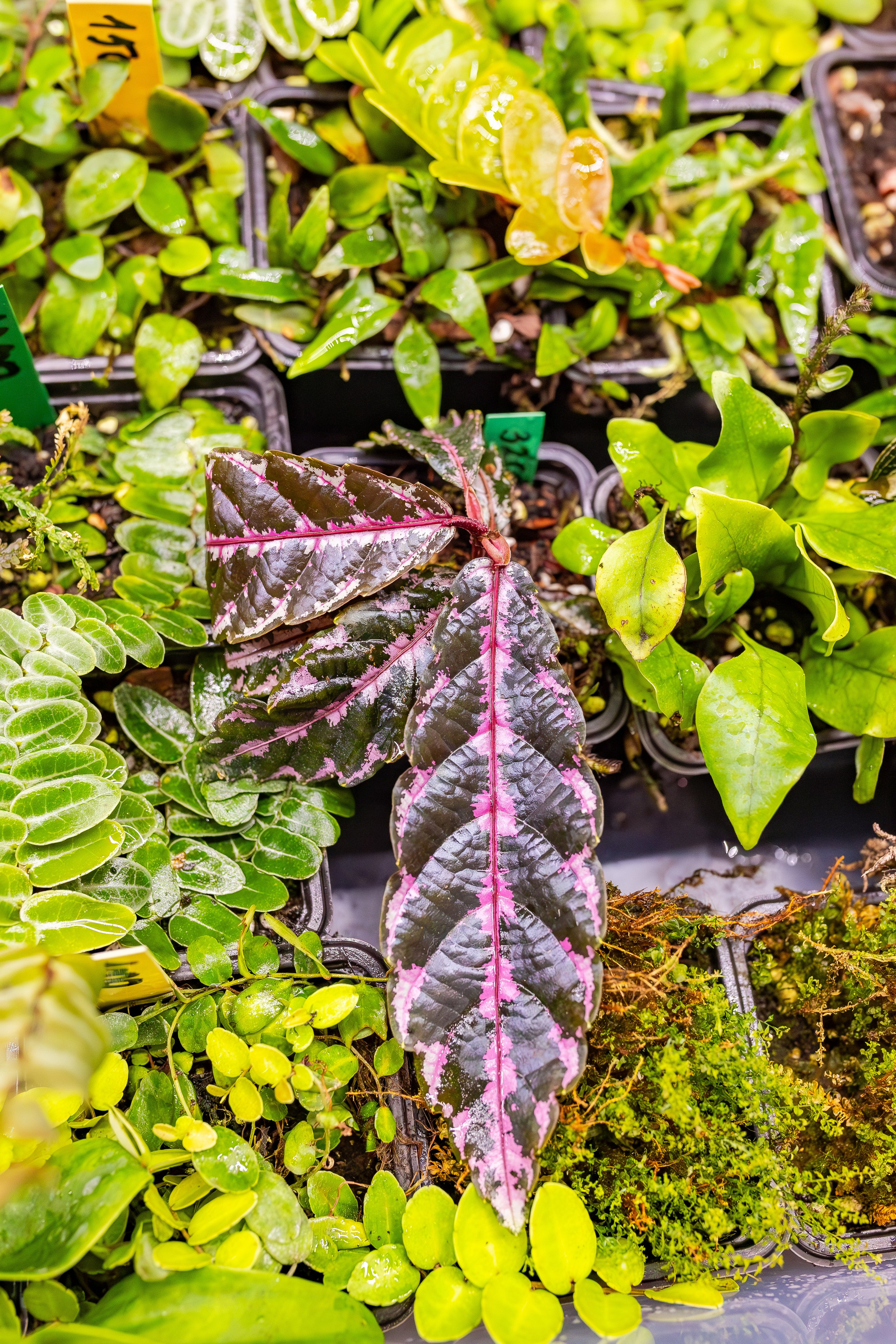 Орхидиум сентябрь 2025. Александра Куликова фотограф, Москва