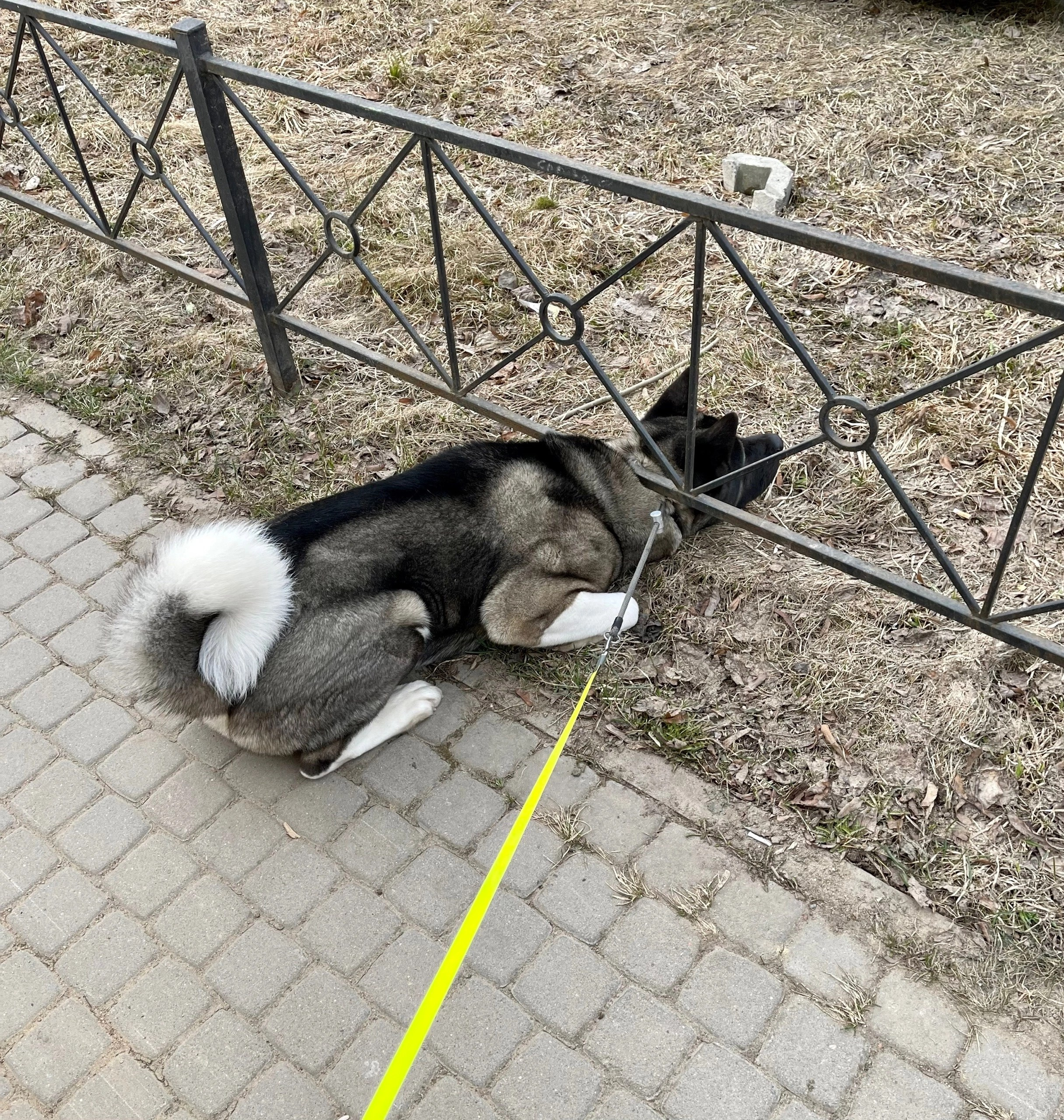 RUBYLIGHT Kamillus. AMERICAN AKITA RUBYLIGHT KENNEL I SHIBA-INU