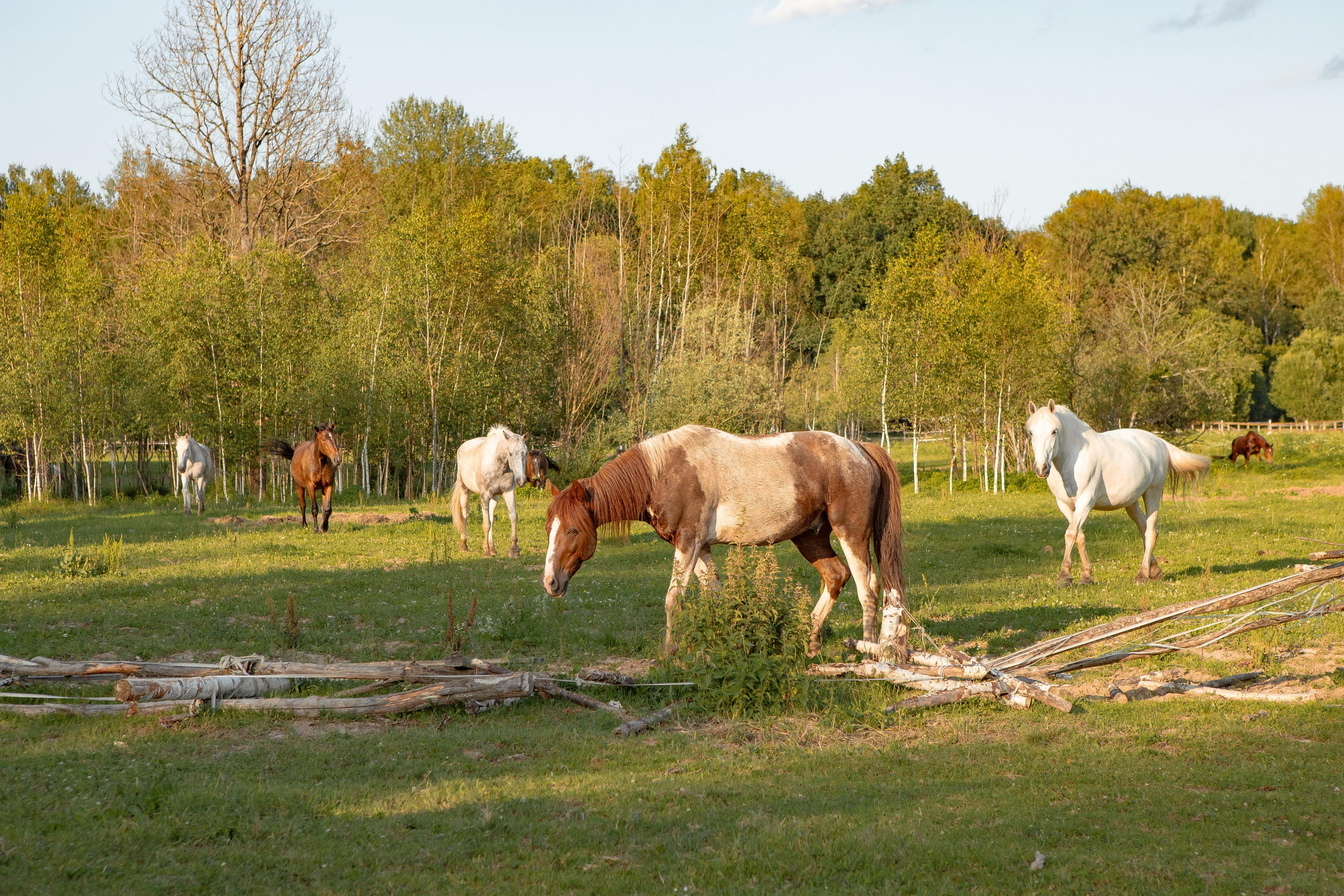 Необычная свадебная фотосессия в Москве с лошадьми
