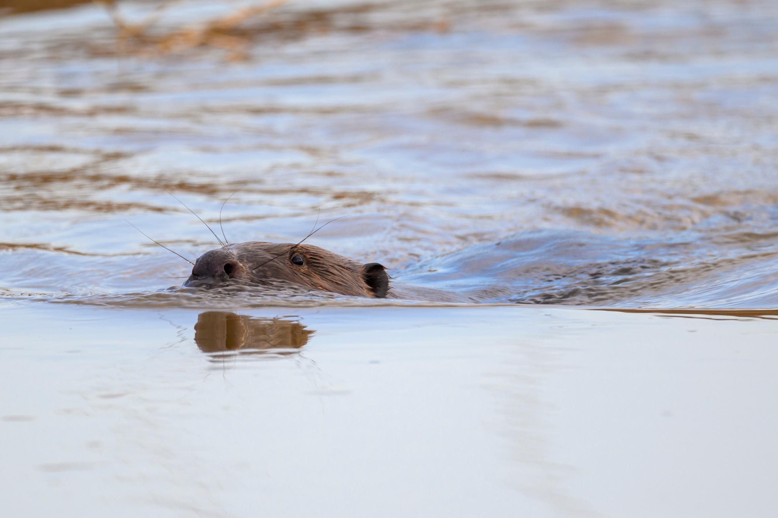 Бобер и ондатра. Wildlife photography by Sergey Puponin