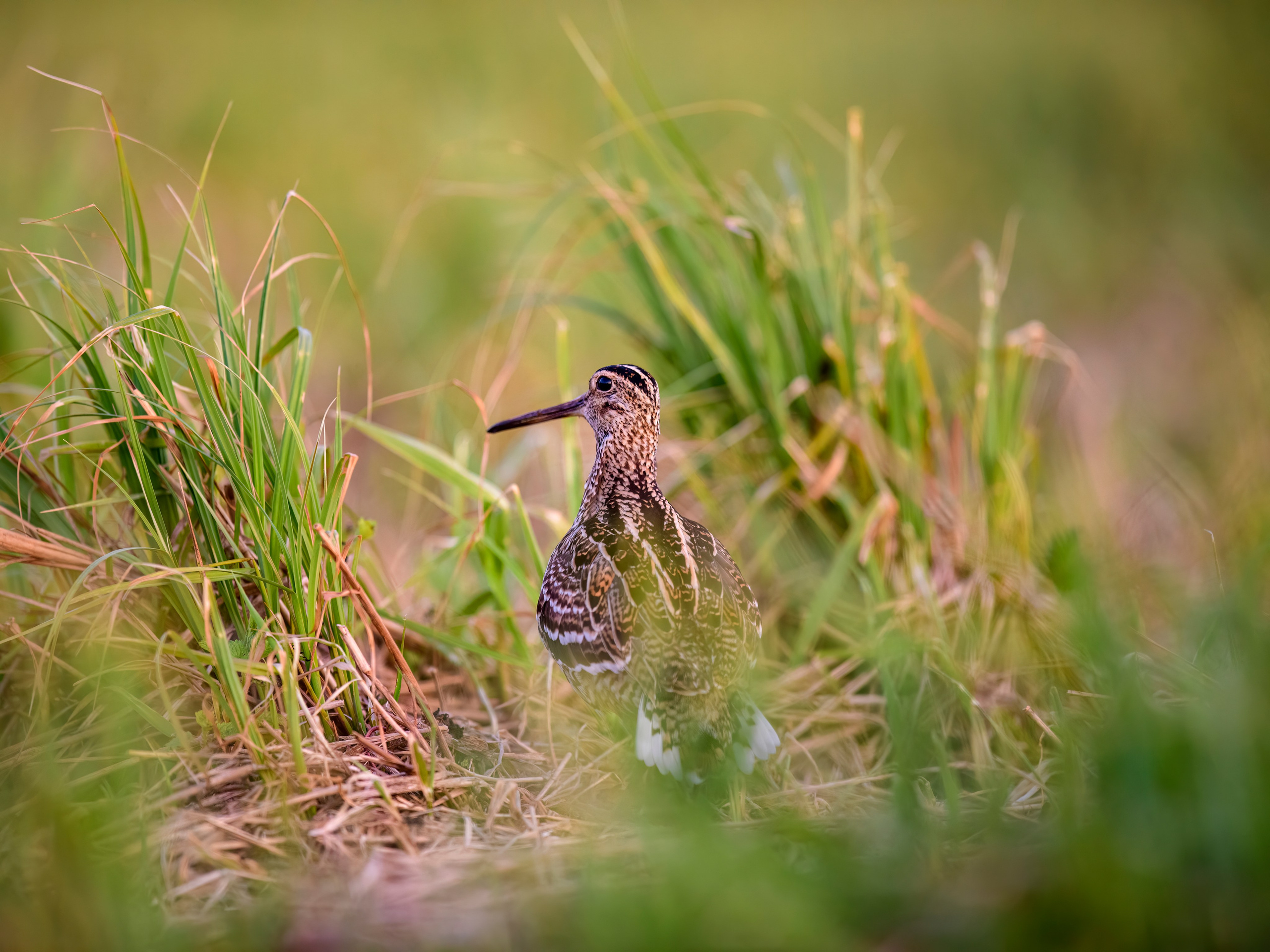 На дупелином току. Фотограф Сергей Пупонин