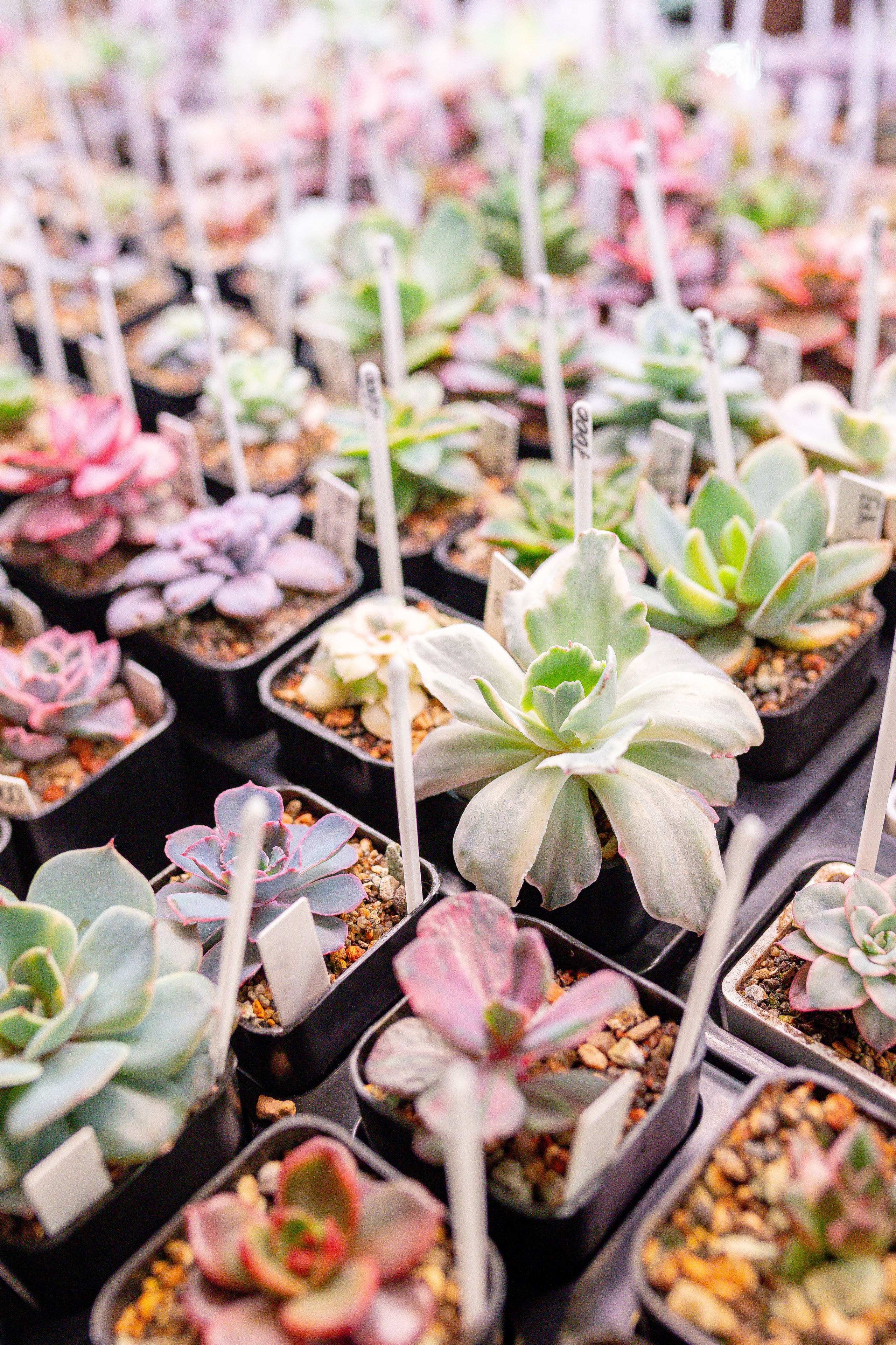 Growbox 1–2 марта. Александра Куликова фотограф, Москва