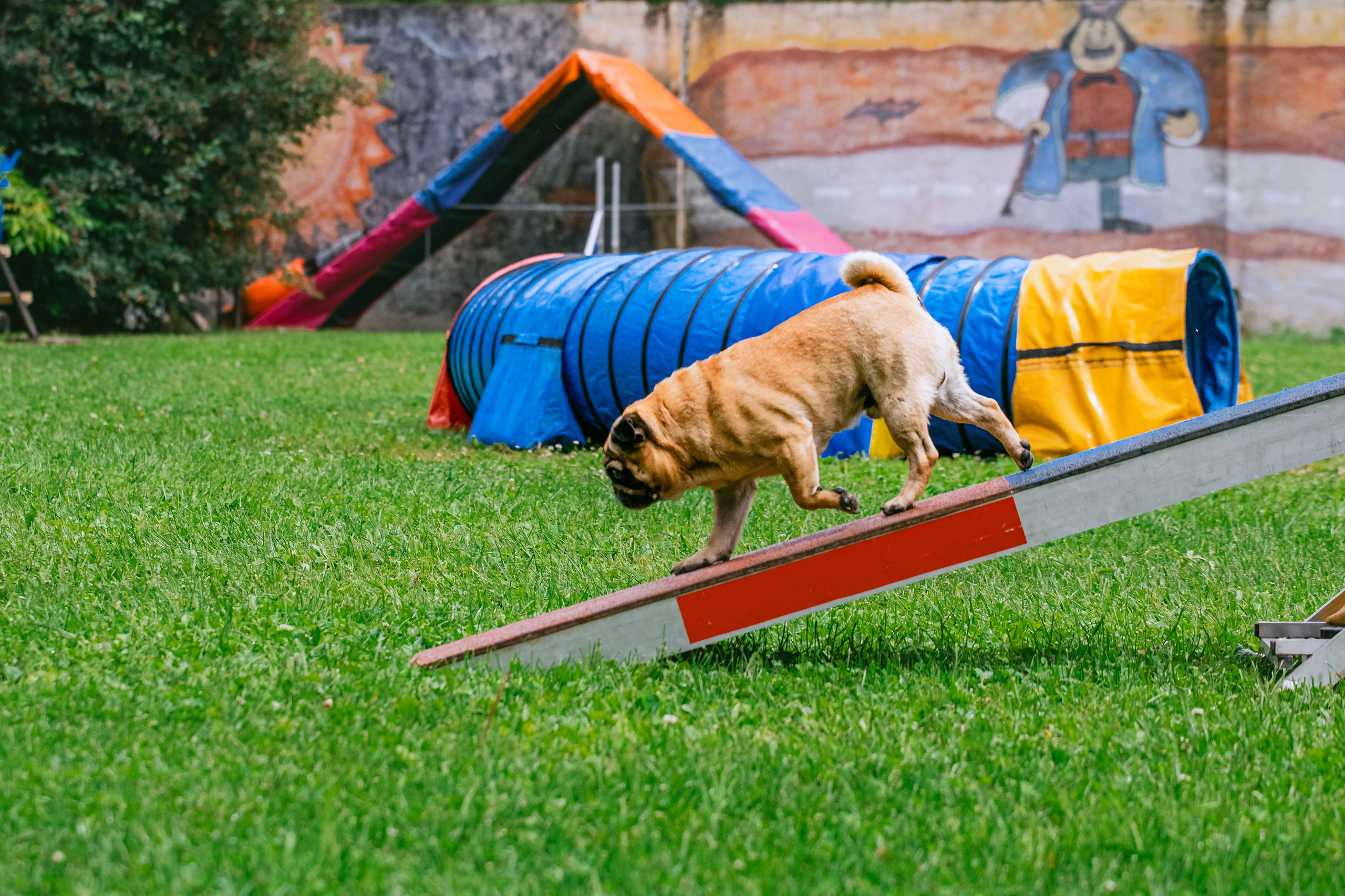 Соревнования по аджилити Долгопрудный 30.06.2025. Фотограф-анималист Татьяна Степанова