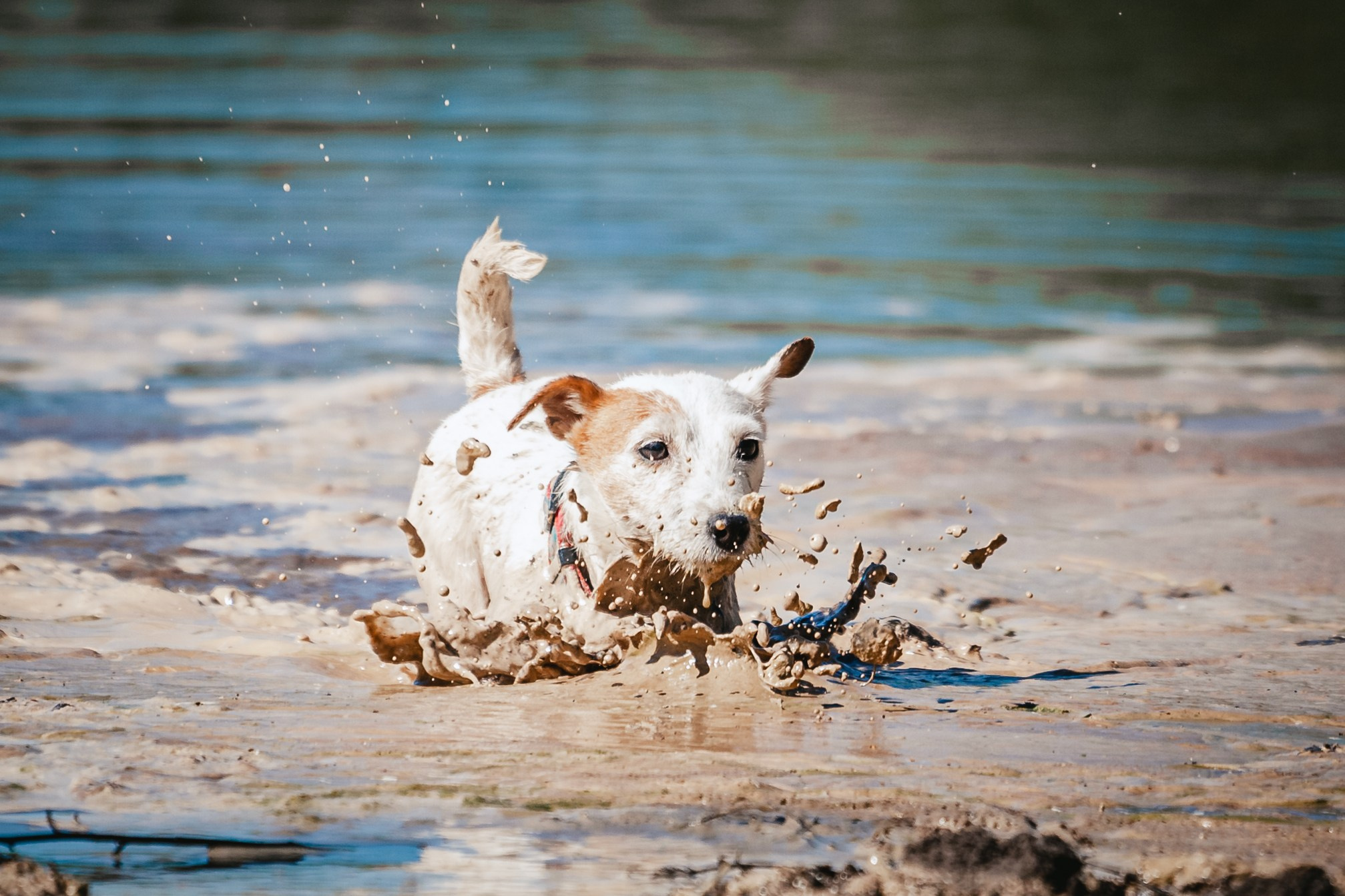 Кондуки. Фотограф-анималист Татьяна Степанова